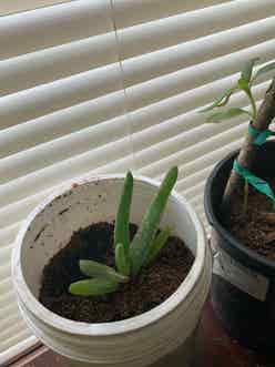 Mexican Aloe Vera plant