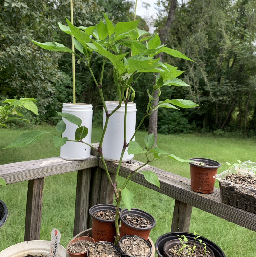 Banana Pepper plant in a pot on a wooden railing with other potted plants in the background.