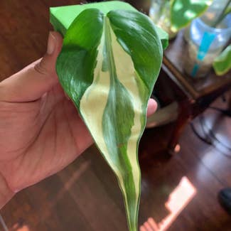 Philodendron 'Rio' plant in Somewhere on Earth