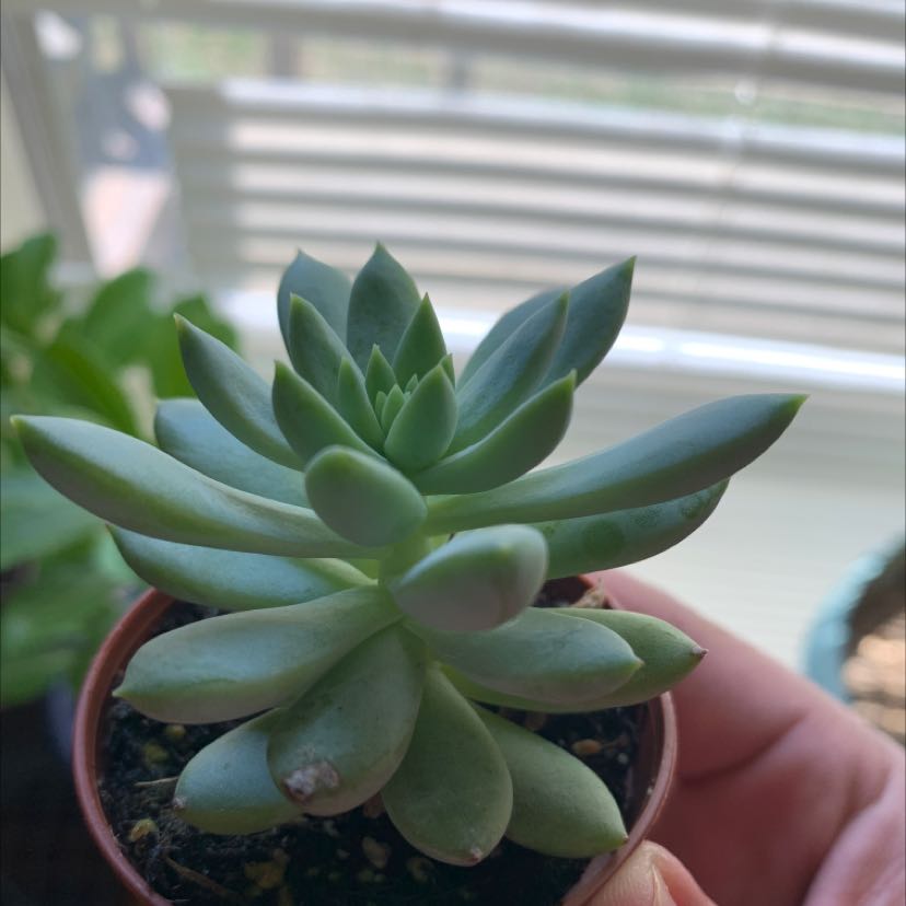 Photo of the plant species Estrella Echeveria by @Herbalgreen25 named Pippen on Greg, the plant care app