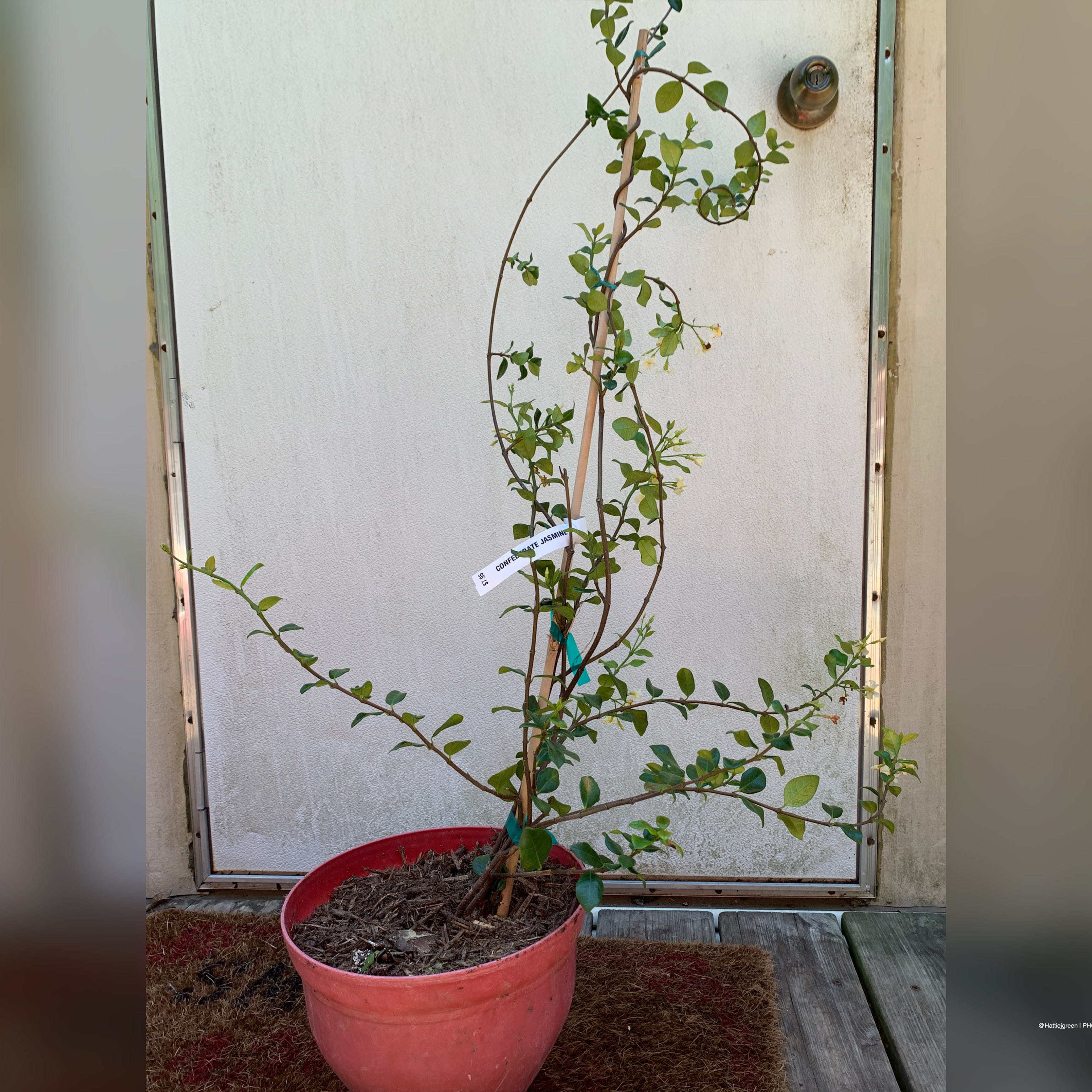 Photo of the plant species Variegated Confederate Jasmine Vine by @Herbalgreen25 named Jasmine on Greg, the plant care app