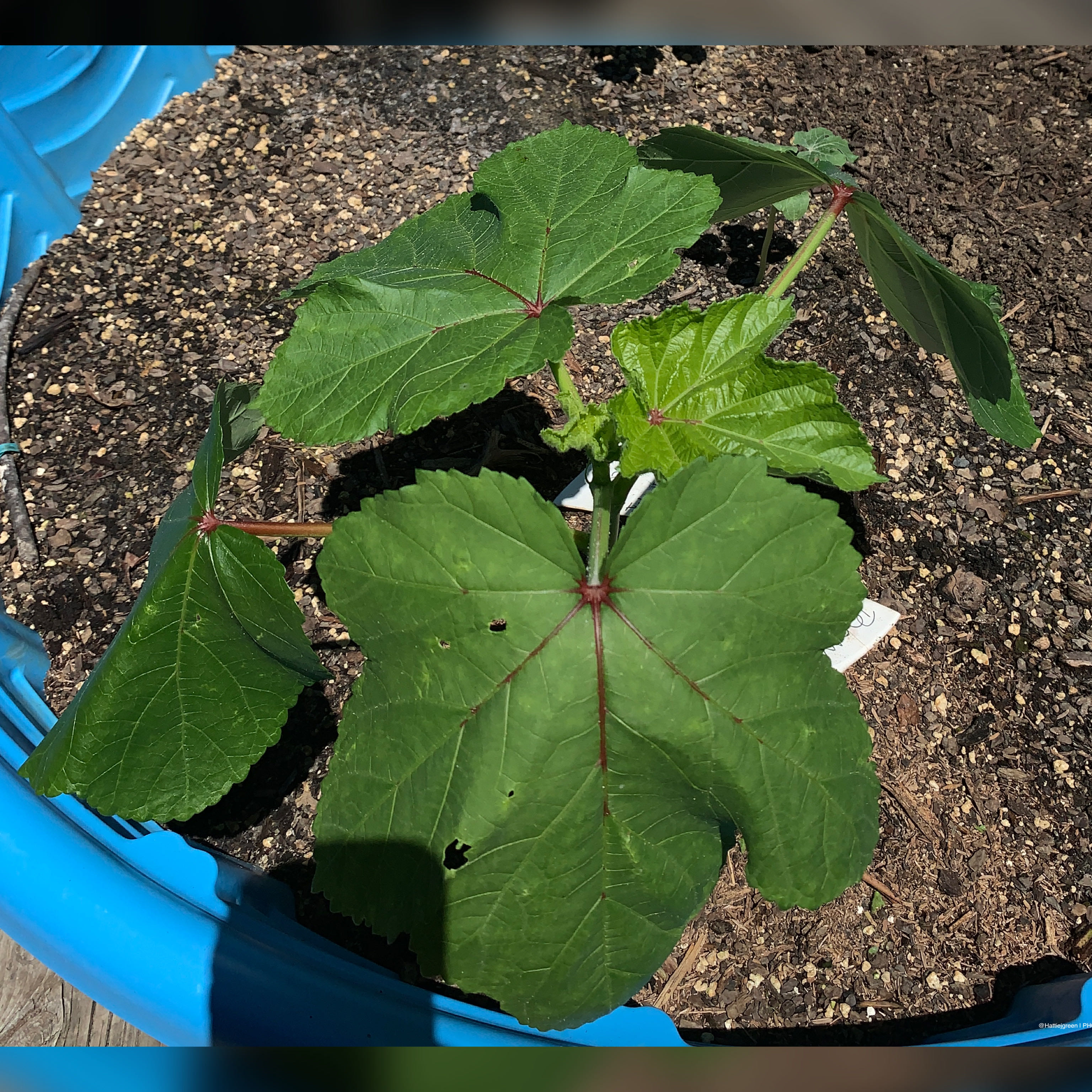 Cowhorn okra
