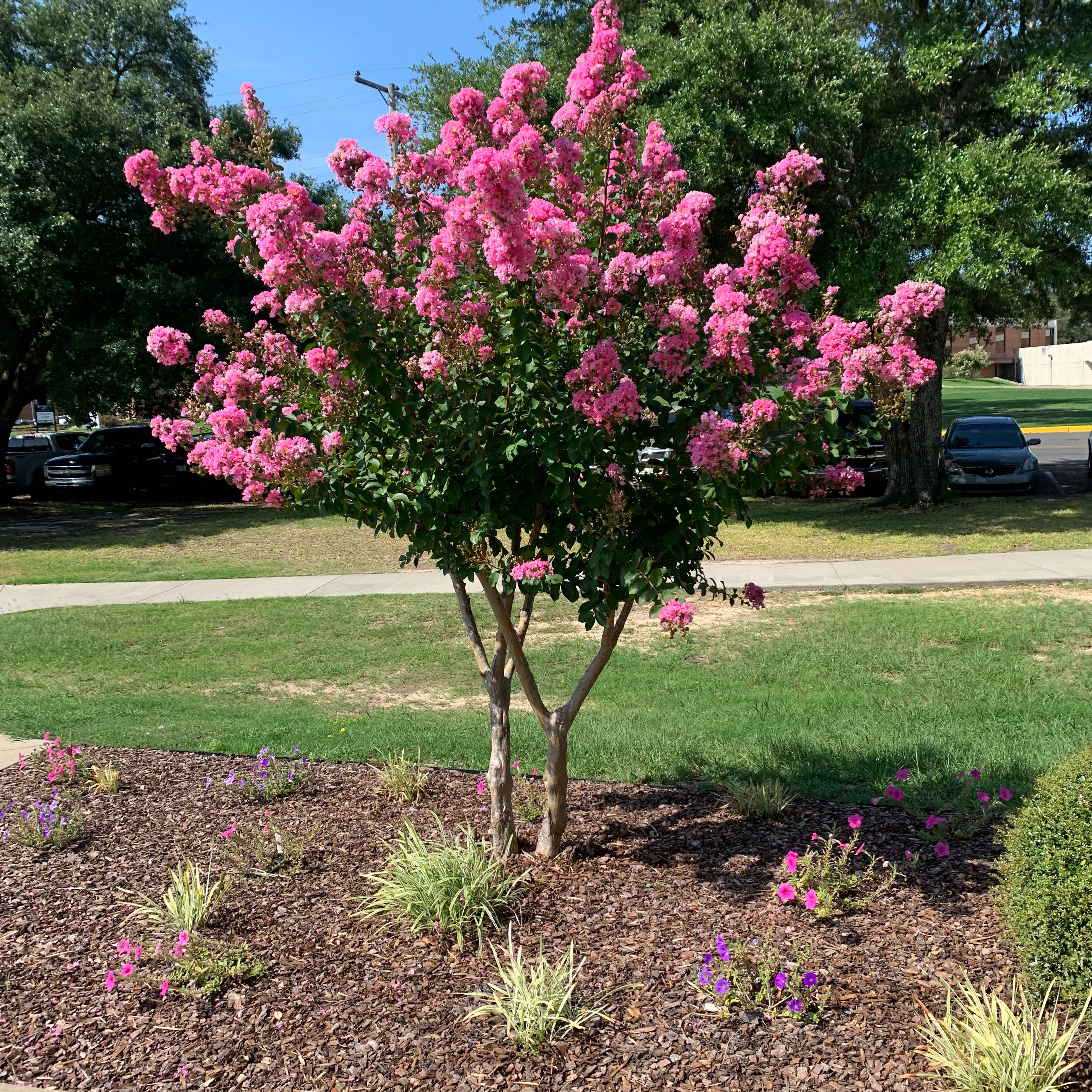Mature Cape Myrtle tree in full bloom with vibrant pink flowers, lush green foliage, well-pruned shape, in mulched landscape bed.
