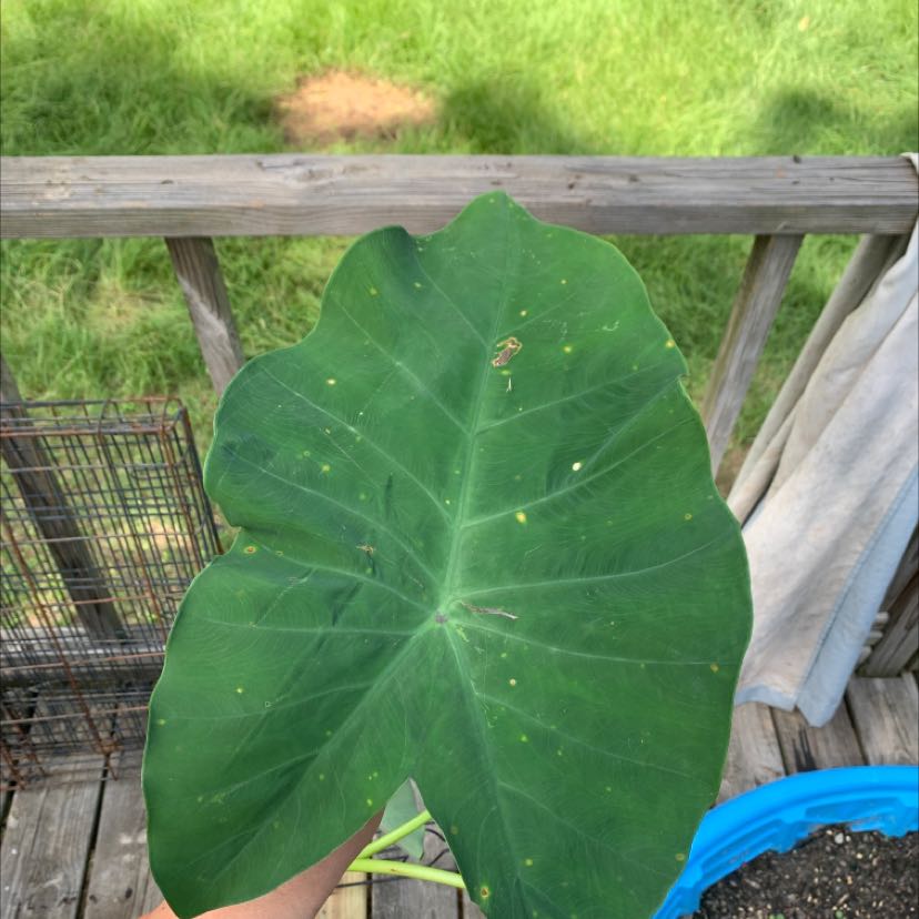 Photo of the plant species Taro by @Herbalgreen25 named Tohru on Greg, the plant care app