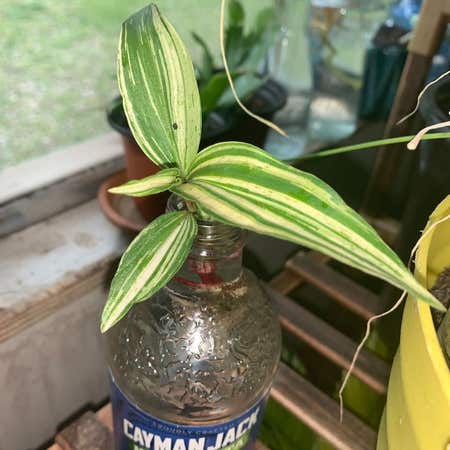 Photo of the plant species Tradescantia by @Herbalgreen25 named Luna on Greg, the plant care app