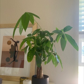 Money Tree plant in San Mateo, California