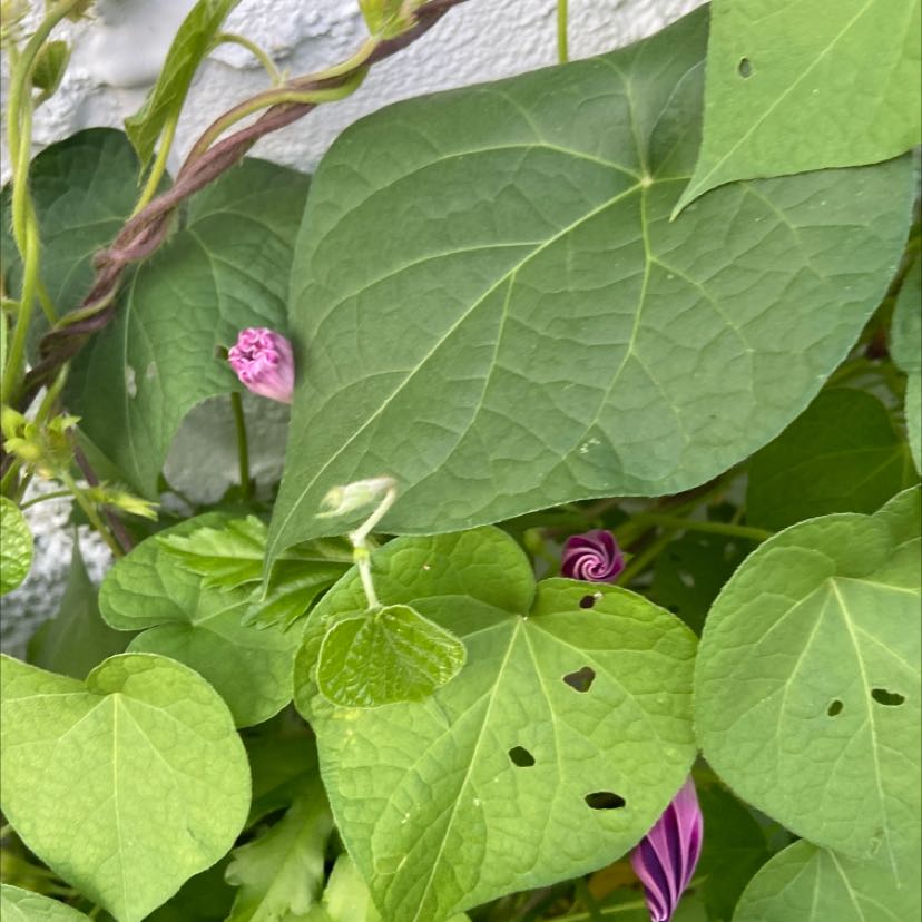 Common Morning Glory plant with heart-shaped leaves and some visible flowers.