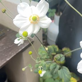 Photo of the plant species Eriocapitella hupehensis by @Vickisfakes named Sanders on Greg, the plant care app