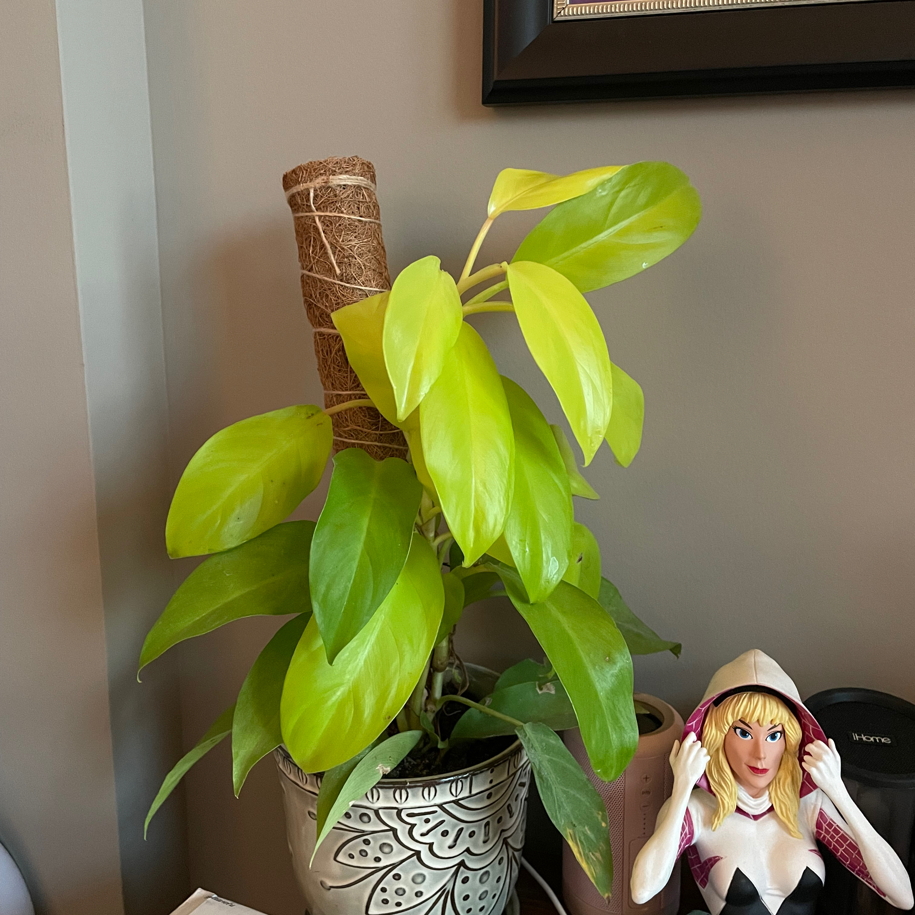 Philodendron Lemon Lime plant photo by @BoozyBillsBabe named Lime in da coconut on Greg, the plant care app.
