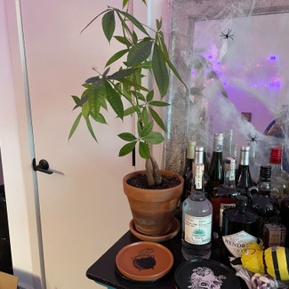 Money Tree plant in Baltimore, Maryland