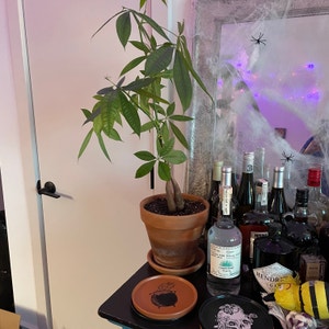Money Tree plant photo by @BoozyBillsBabe named Mr. Banks on Greg, the plant care app.