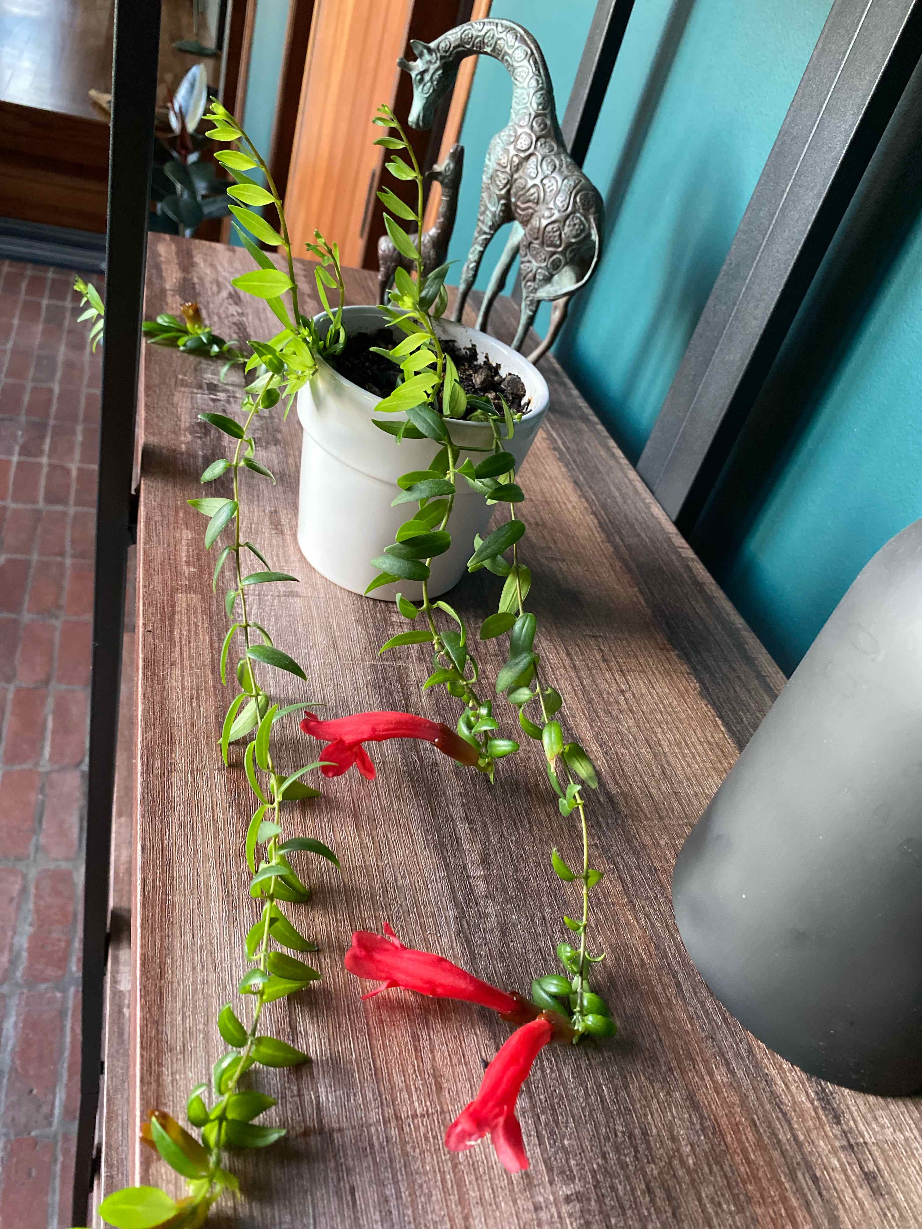 Lipstick Plant in a white pot with trailing stems and red flowers on a wooden surface.