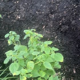Photo of the plant species Hornbeam Copperleaf by @NeatCowpea named Madonna on Greg, the plant care app