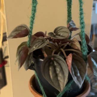 Silver Frost Peperomia plant in Loveland, Ohio