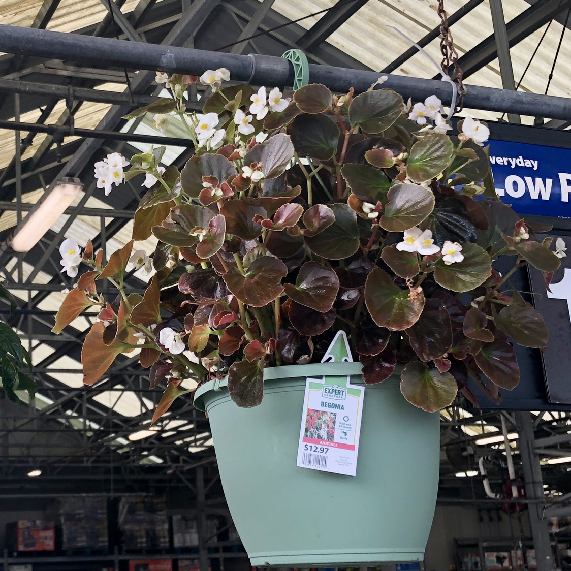 Photo of the plant species Senator White Wax Begonia by @ElatedLeadplant named Bella on Greg, the plant care app