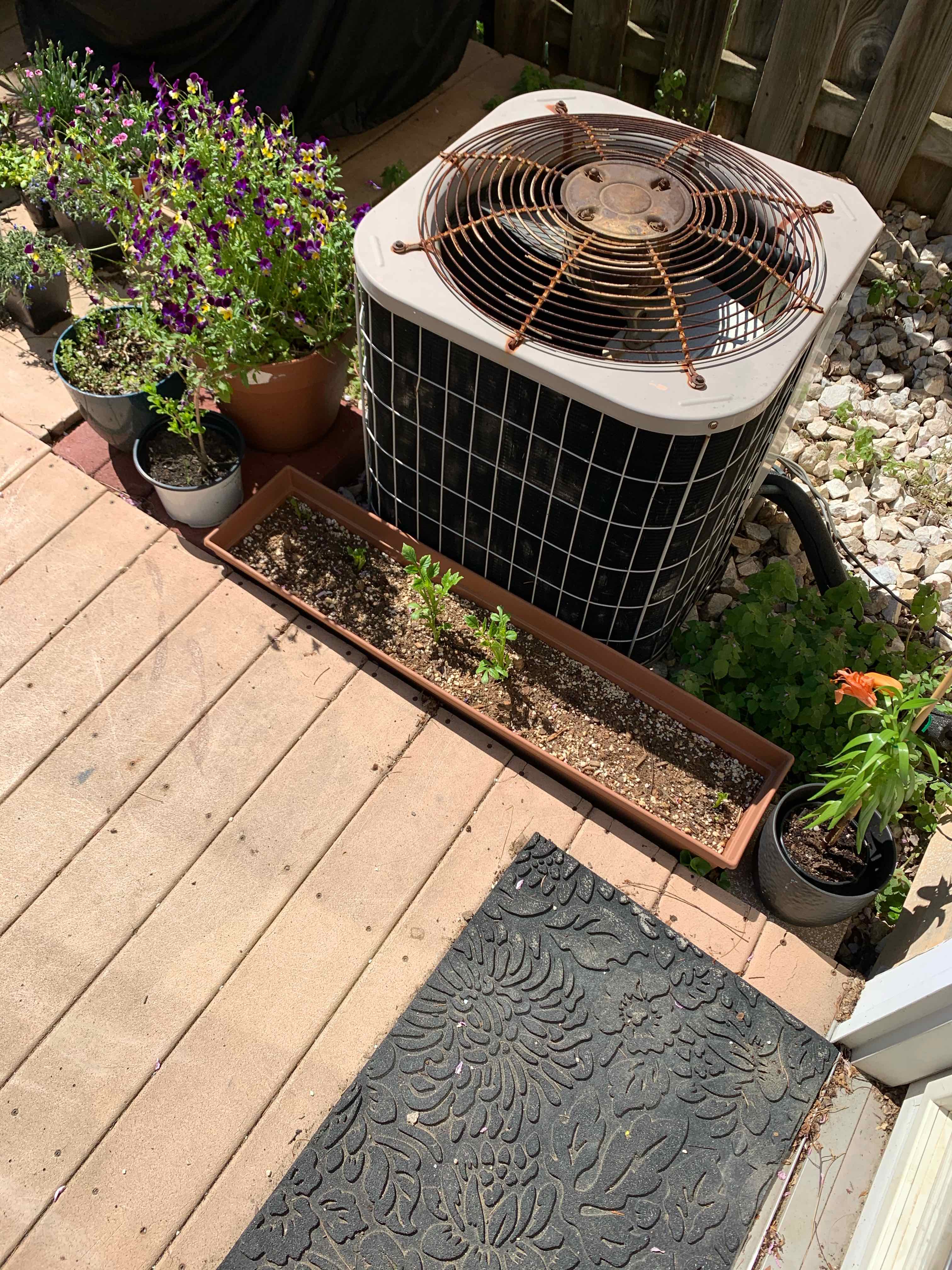 Potted Garden Dahlia on a patio near an air conditioning unit, surrounded by other plants.