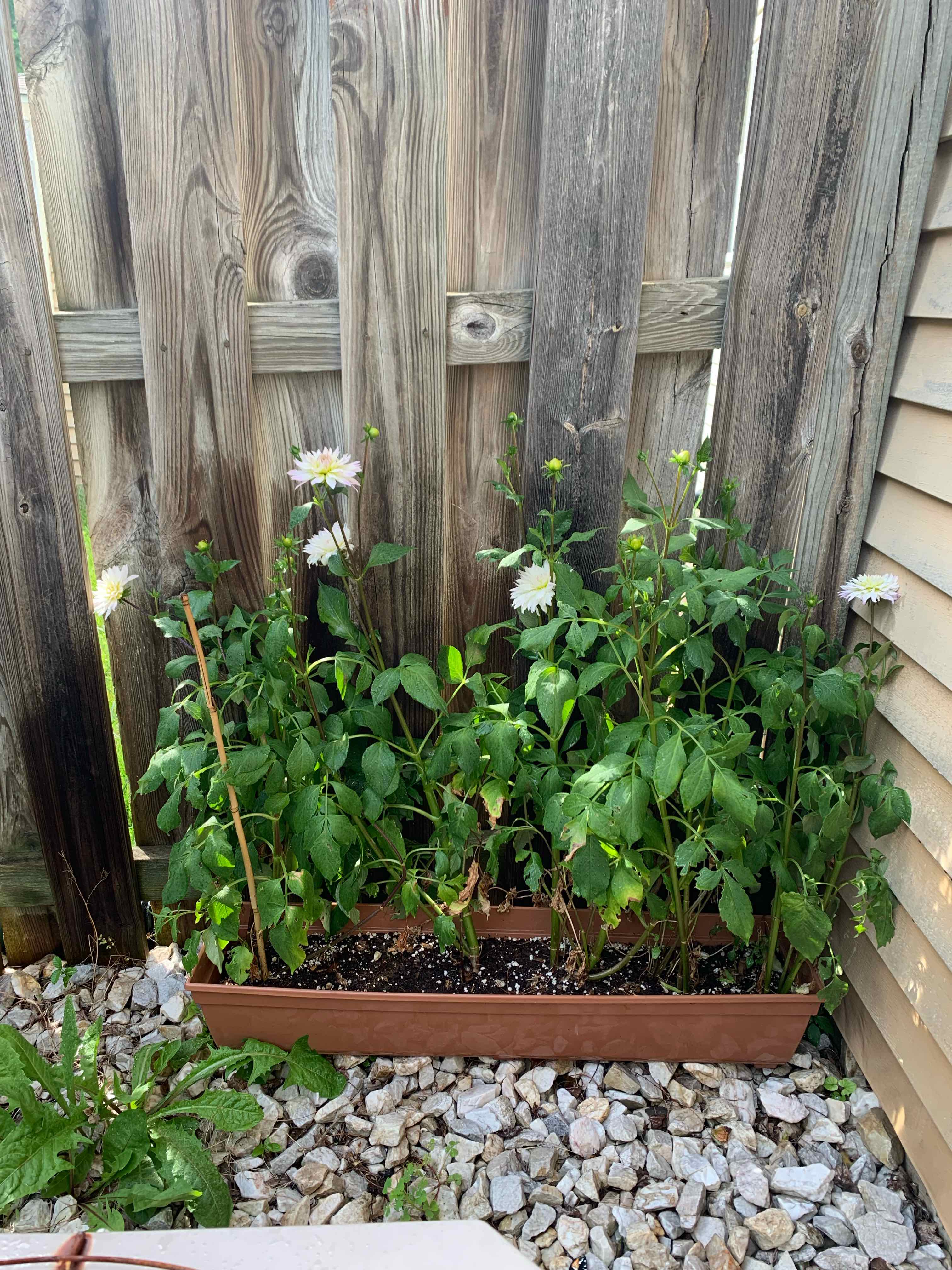 Garden Dahlia plants in a rectangular planter with visible flowers and green leaves.