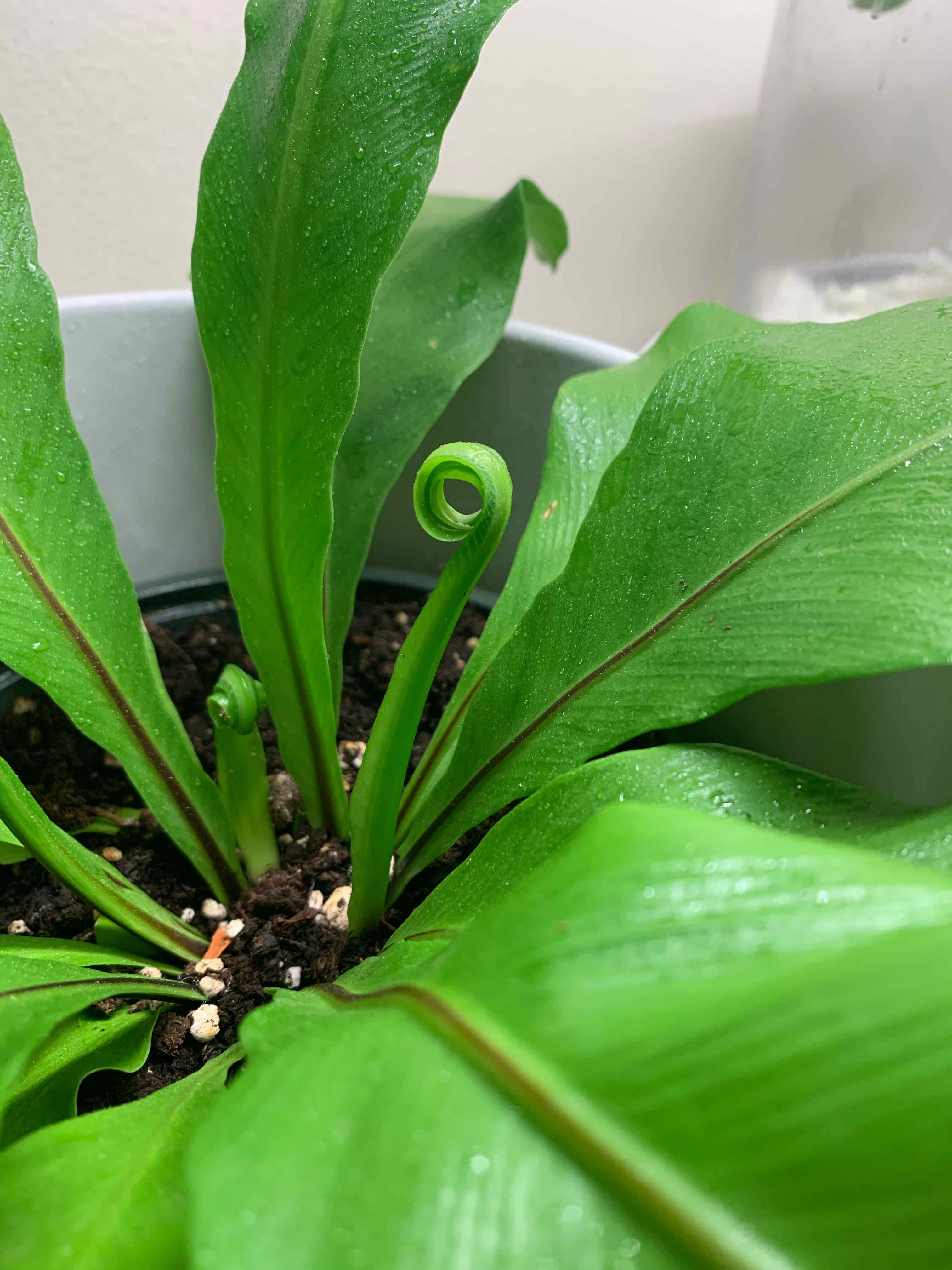 Japanese Bird's Nest Fern with vibrant green leaves and visible soil.