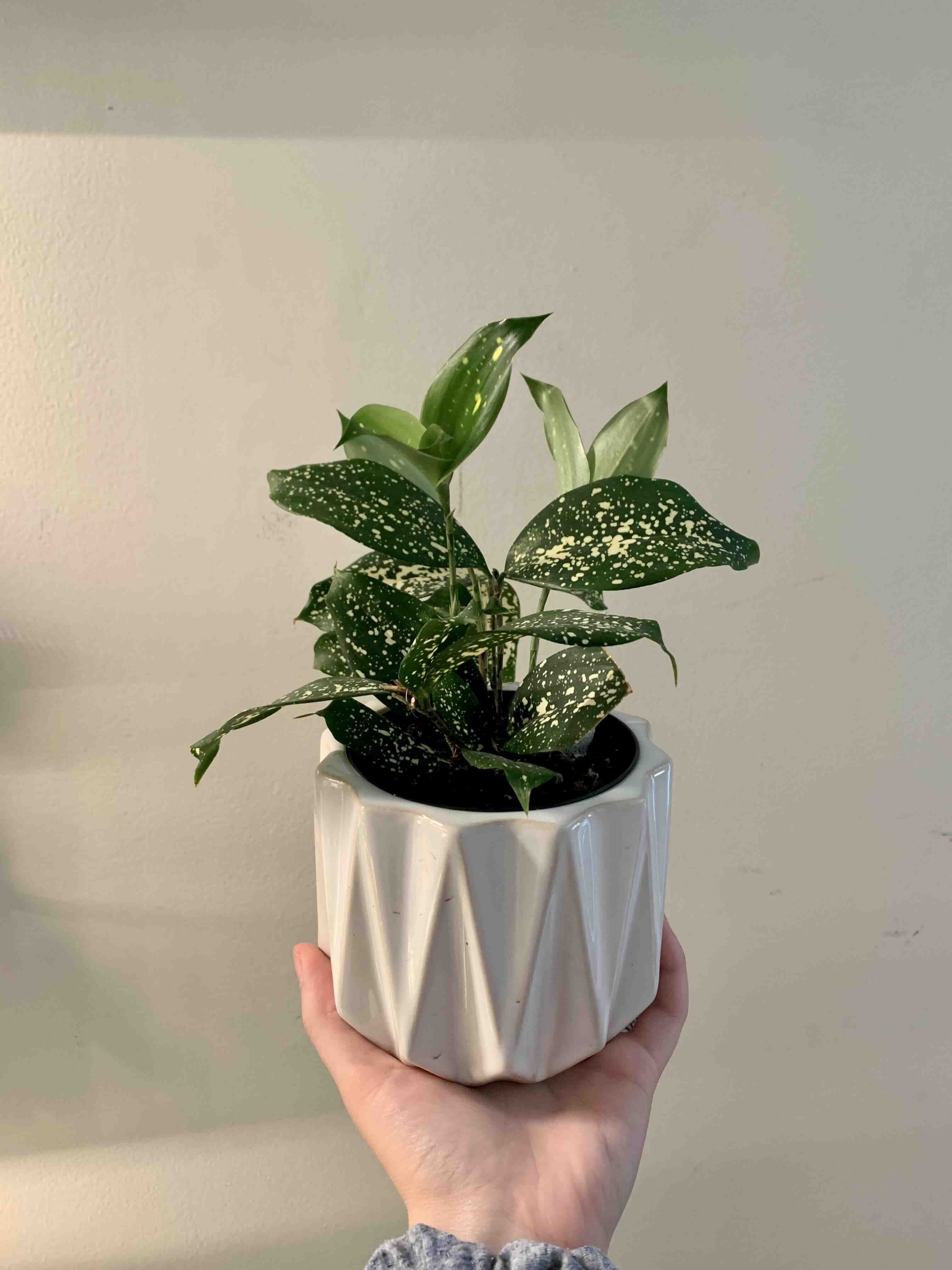 Dracaena 'Florida Beauty' plant in a white pot, held by a hand.