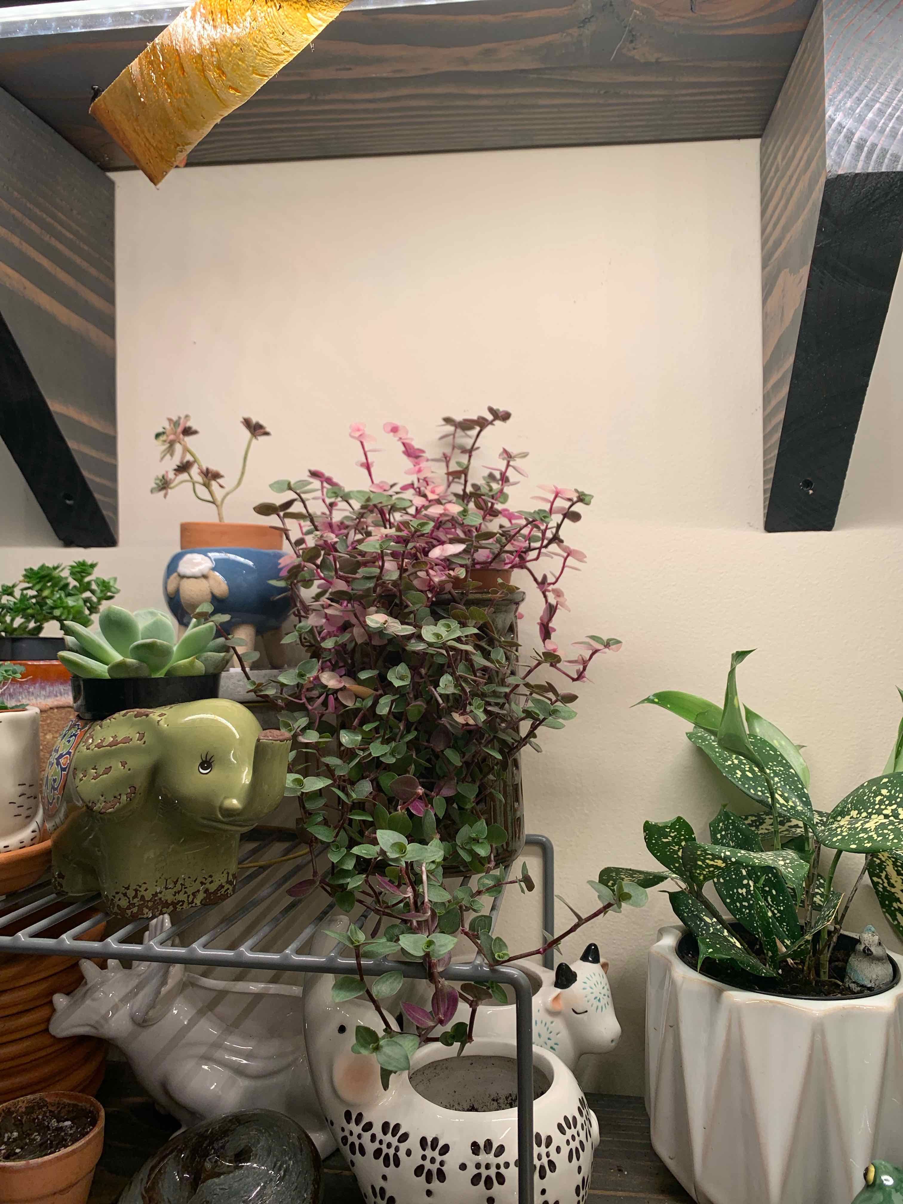 Callisia Pink Panther plant with variegated pink and green leaves, surrounded by other plants.