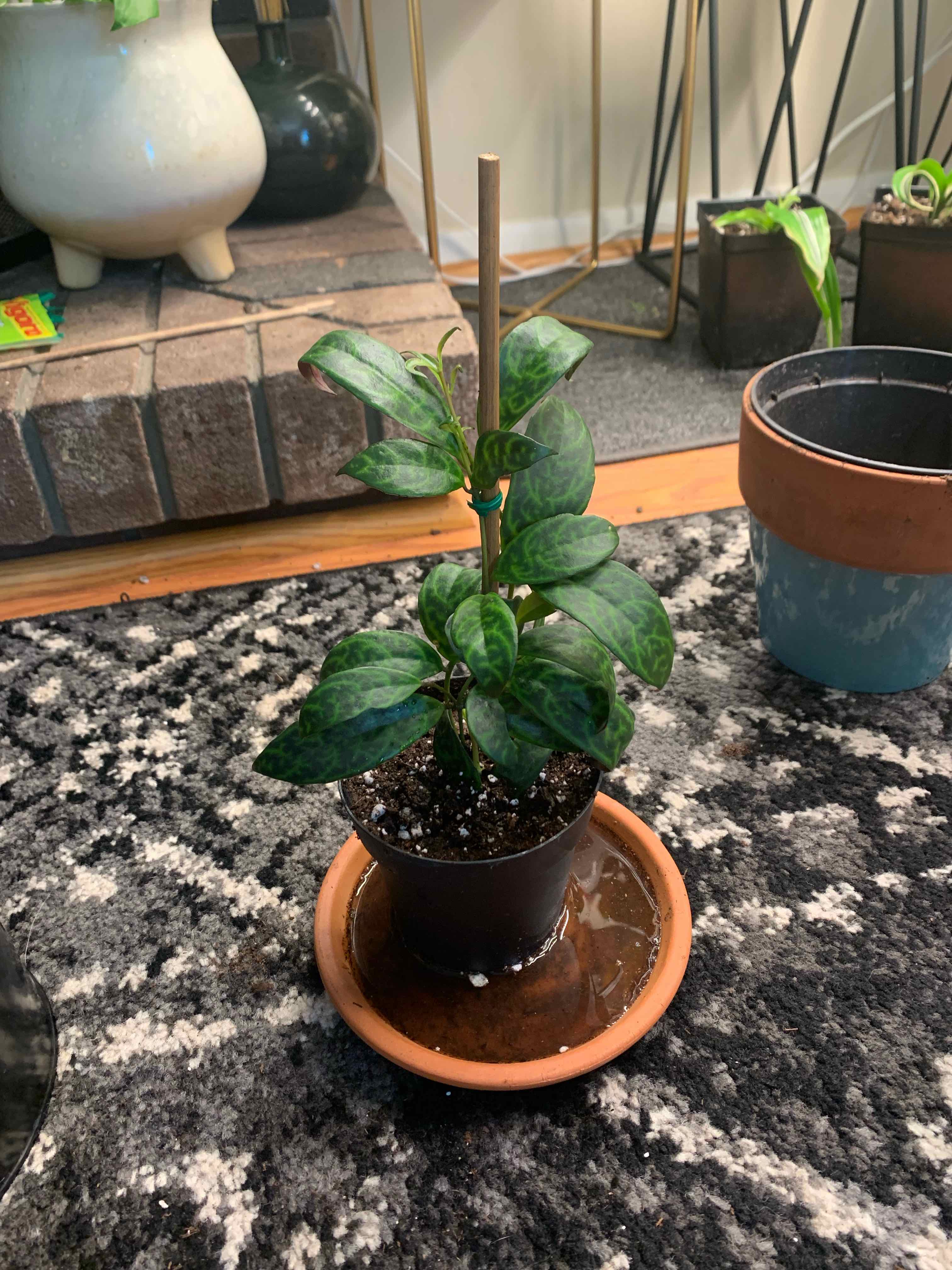 Black Pagoda Lipstick Plant in a pot with visible soil, placed on a saucer with water.