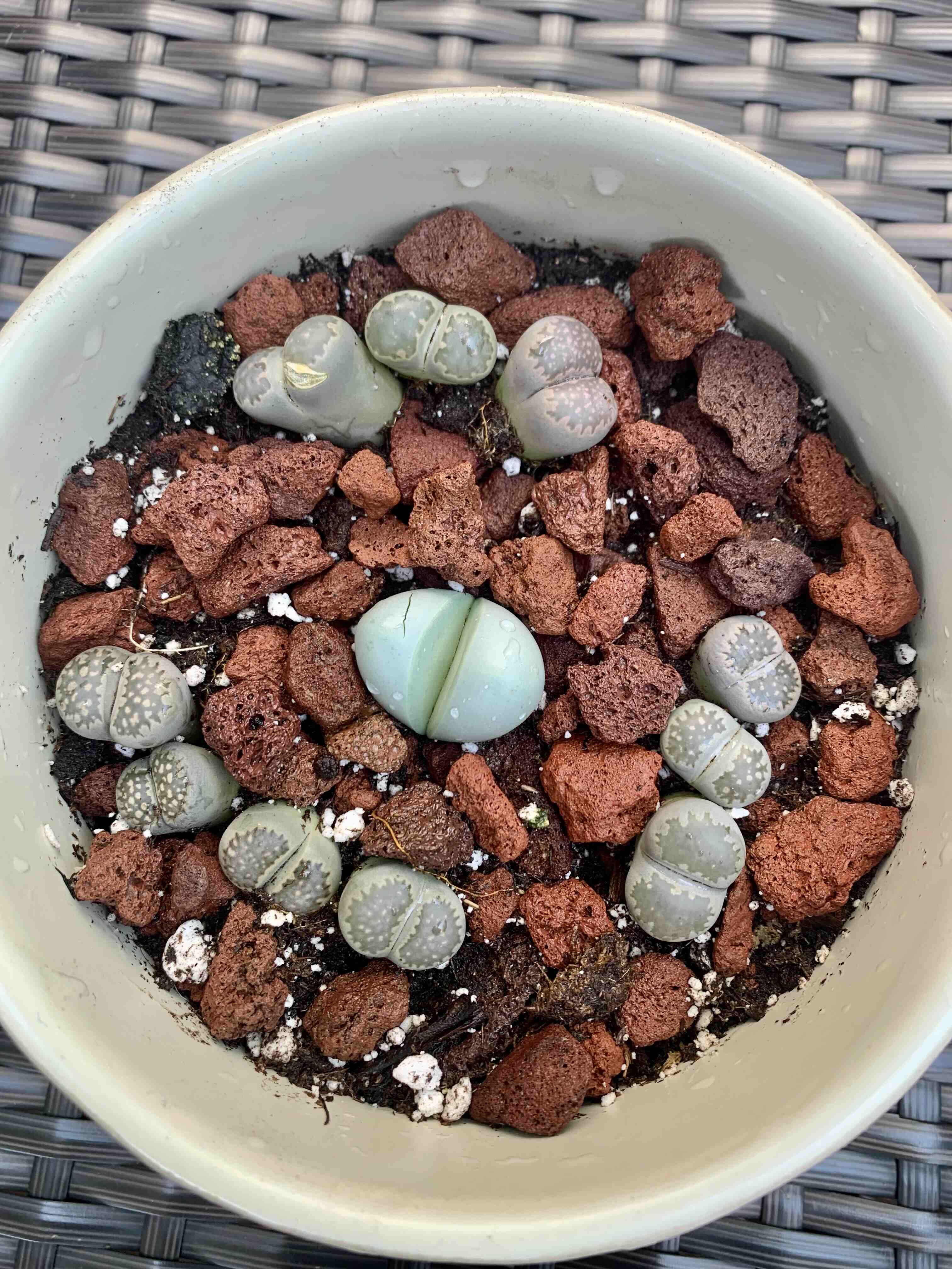 Rubra Lithops plants in a pot with soil and red rocks, appearing healthy.