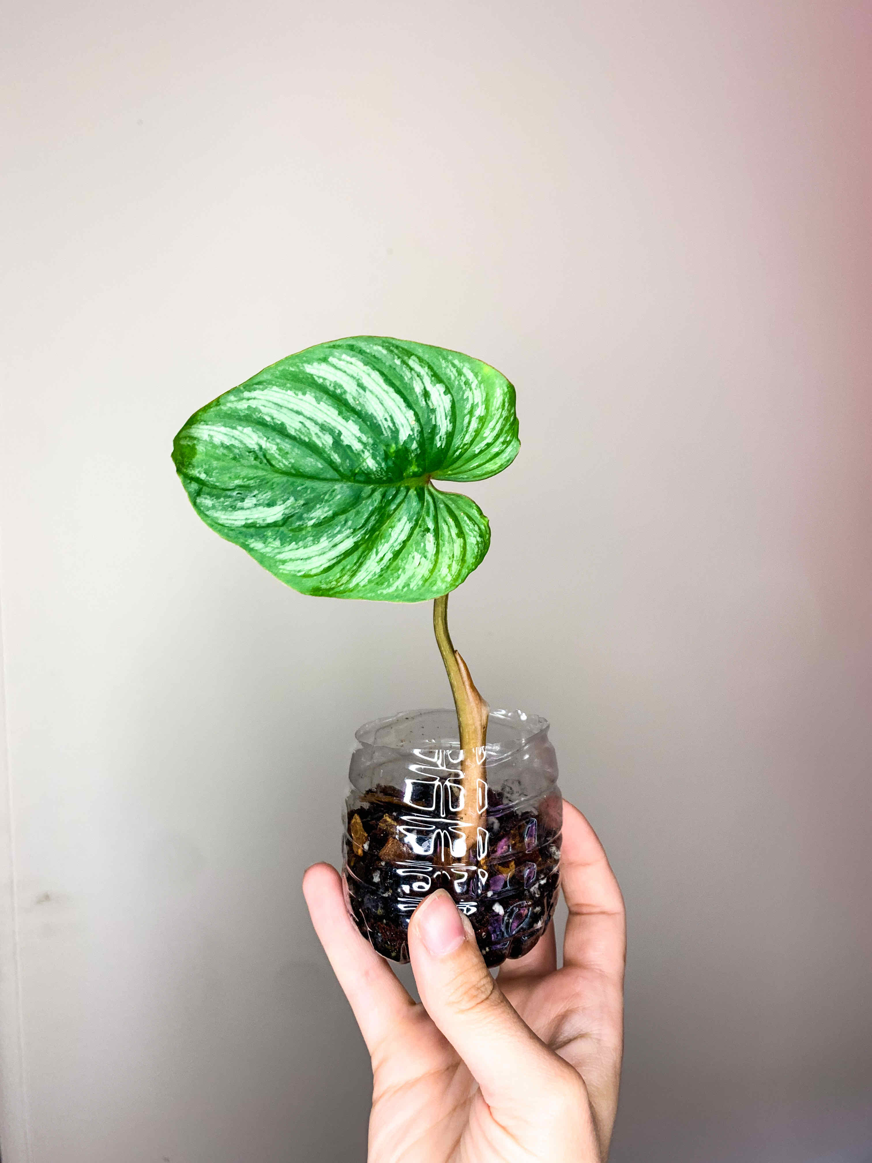 Philodendron mamei plant with a healthy green leaf in a transparent container held by a hand.