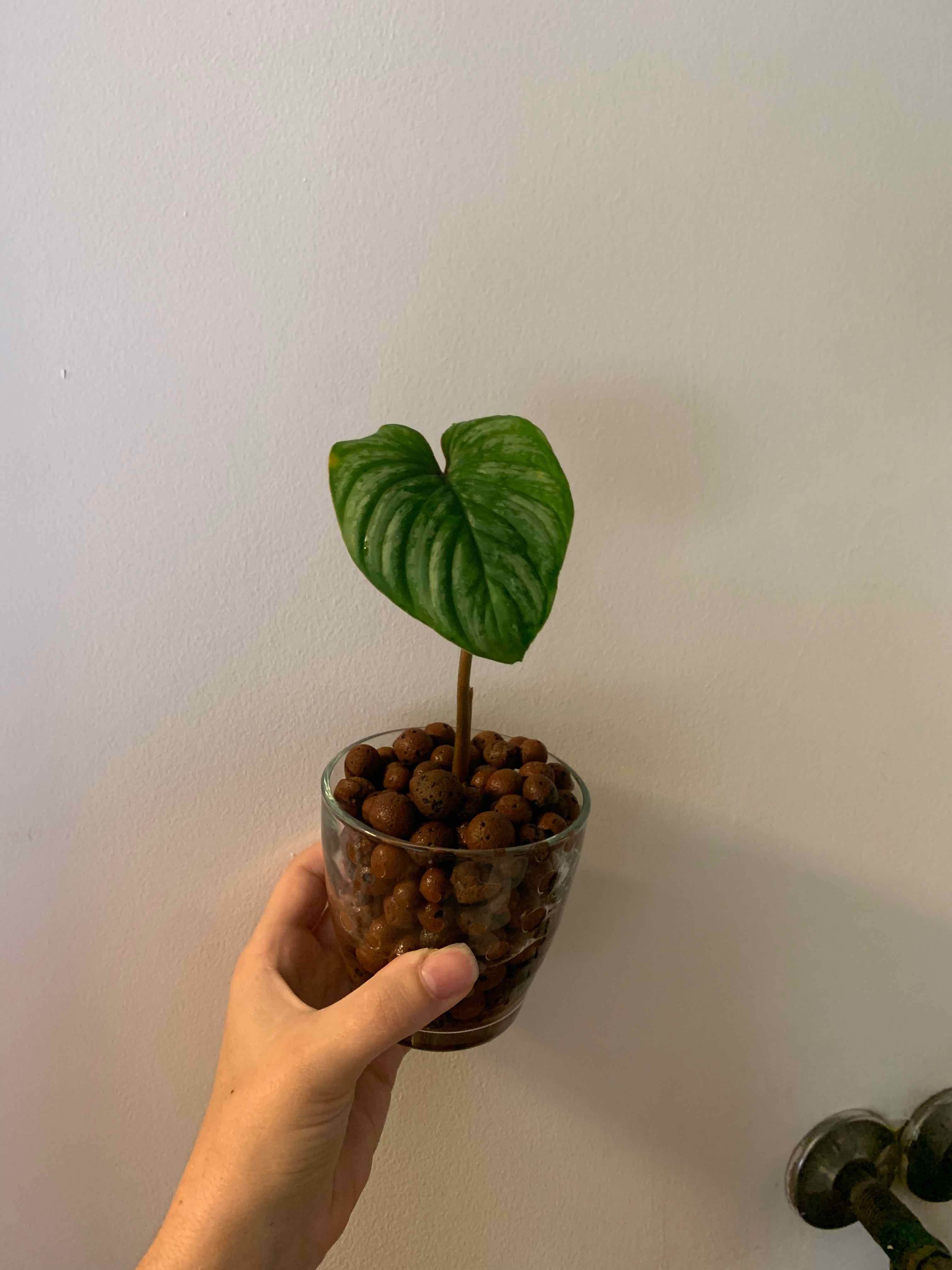 Philodendron mamei plant with a single green leaf in a glass container, held by a hand.