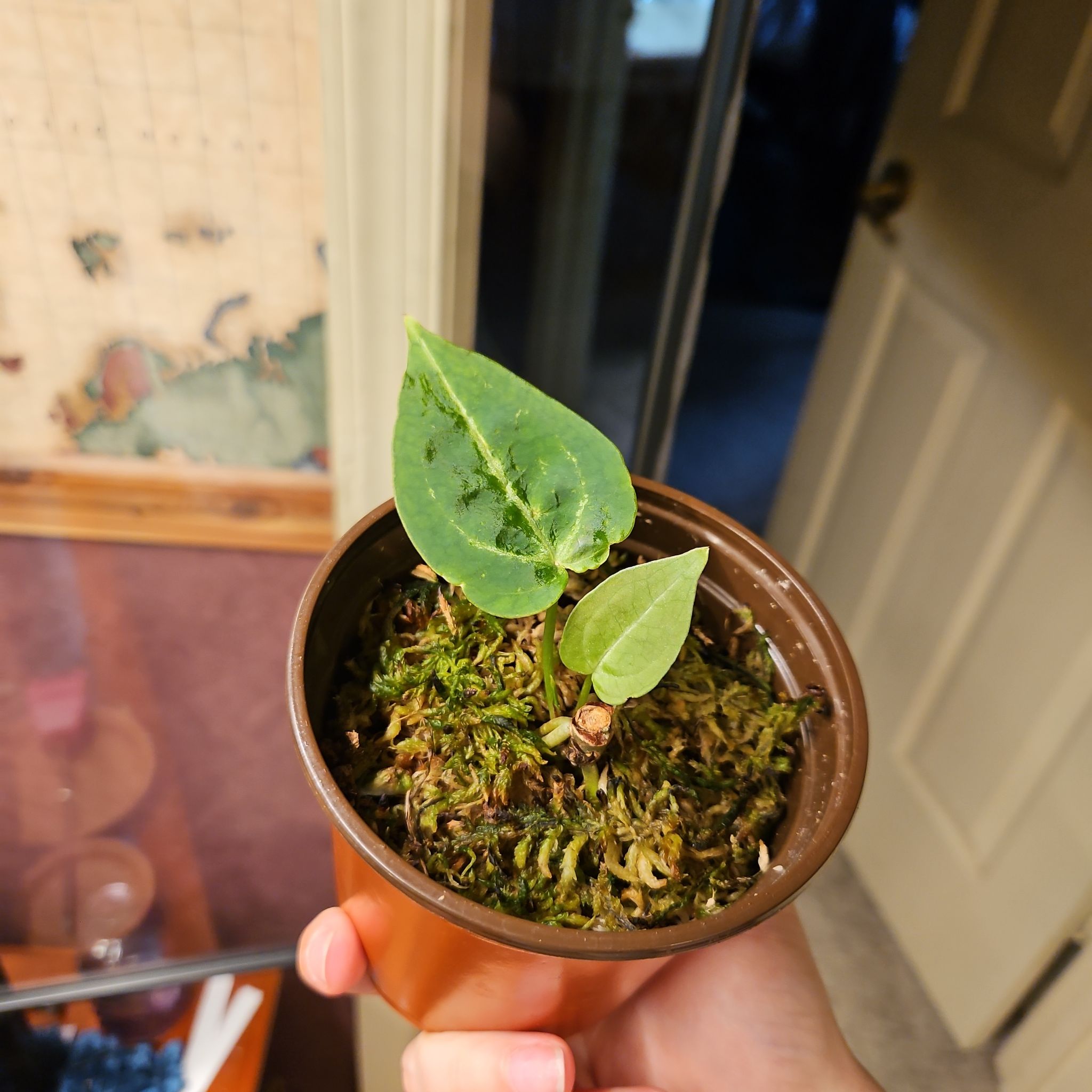 Photo of the plant species Anthurium 'Mag Blue' by @Dyslixec named Tobias on Greg, the plant care app