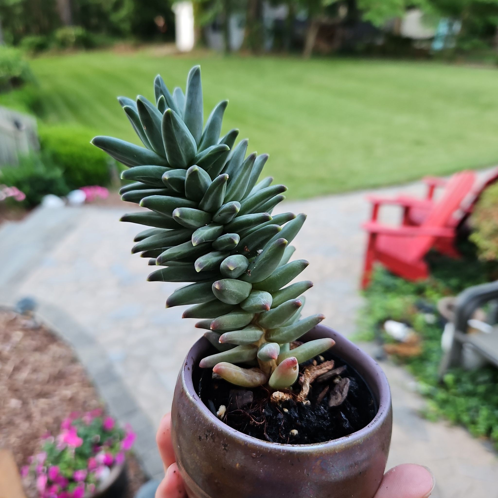 Photo of the plant species Pachyveria Little Jewel by @Dyslixec named Hubert on Greg, the plant care app