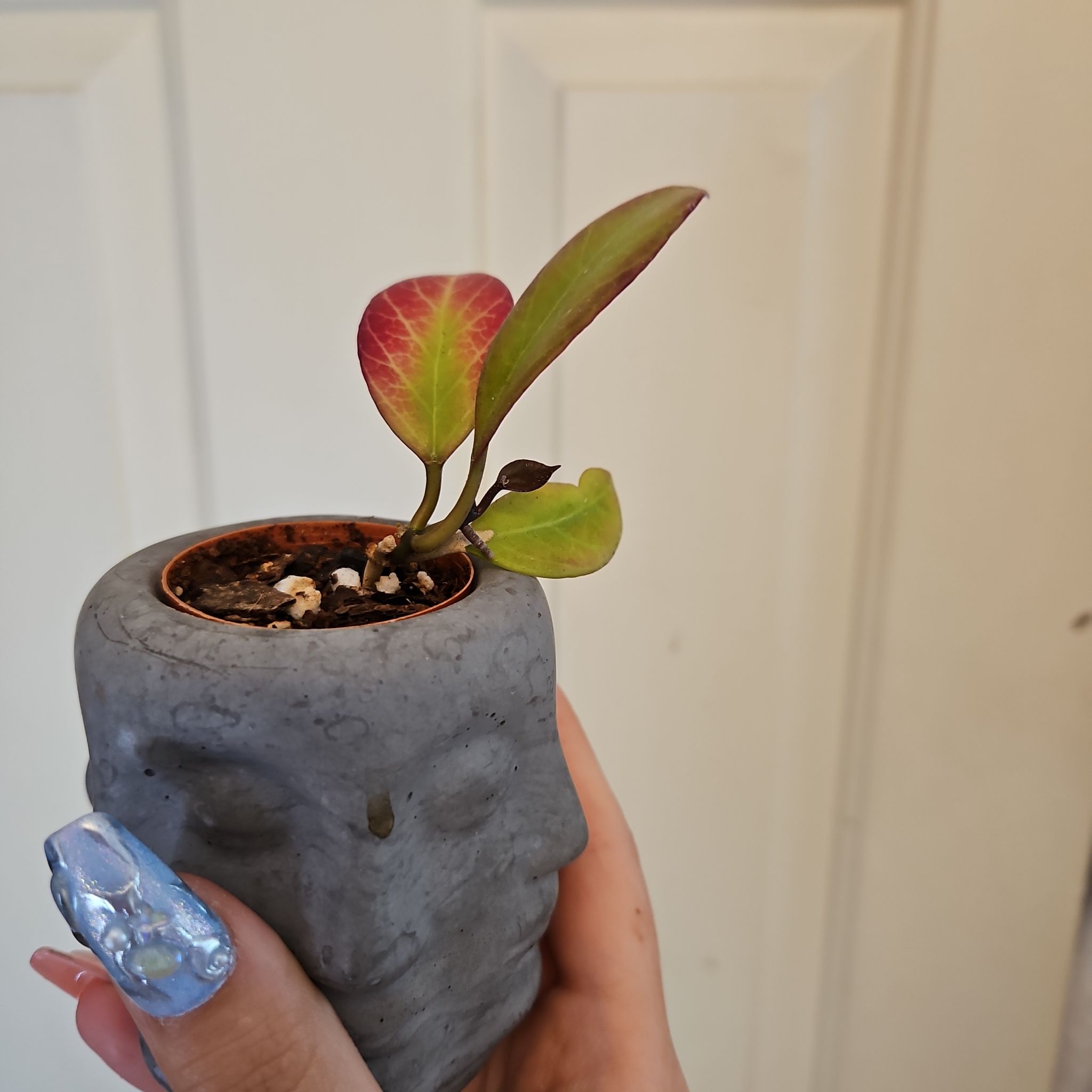 Hoya 'Sunrise' plant in a decorative pot with some red and yellow leaf discoloration.