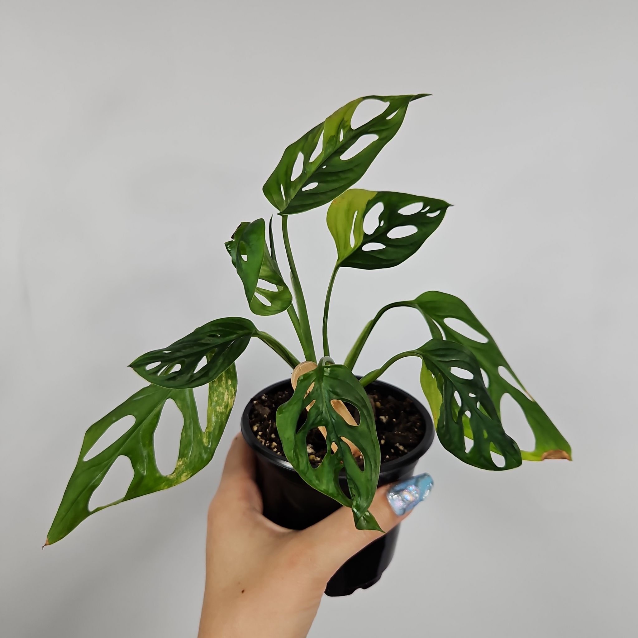Photo of the plant species Aurea Swiss Cheese Plant by @Dyslixec named Aurora on Greg, the plant care app