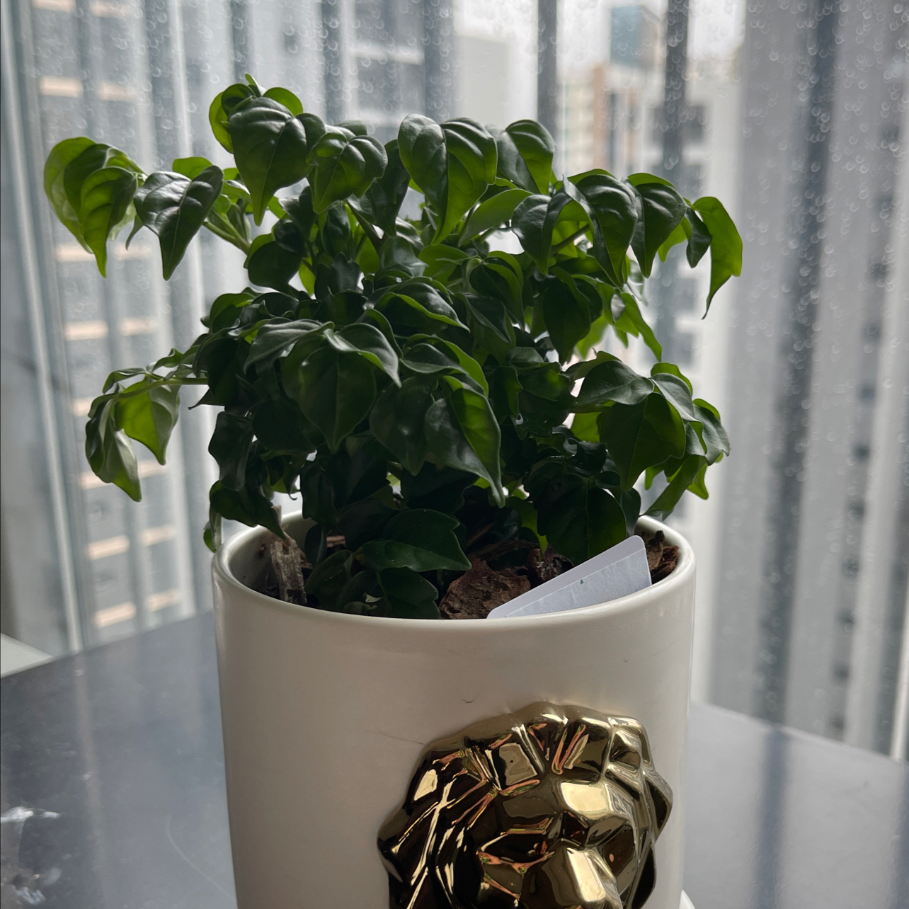 Healthy China Doll plant with lush green foliage in a white ceramic pot with gold bow, photographed indoors.