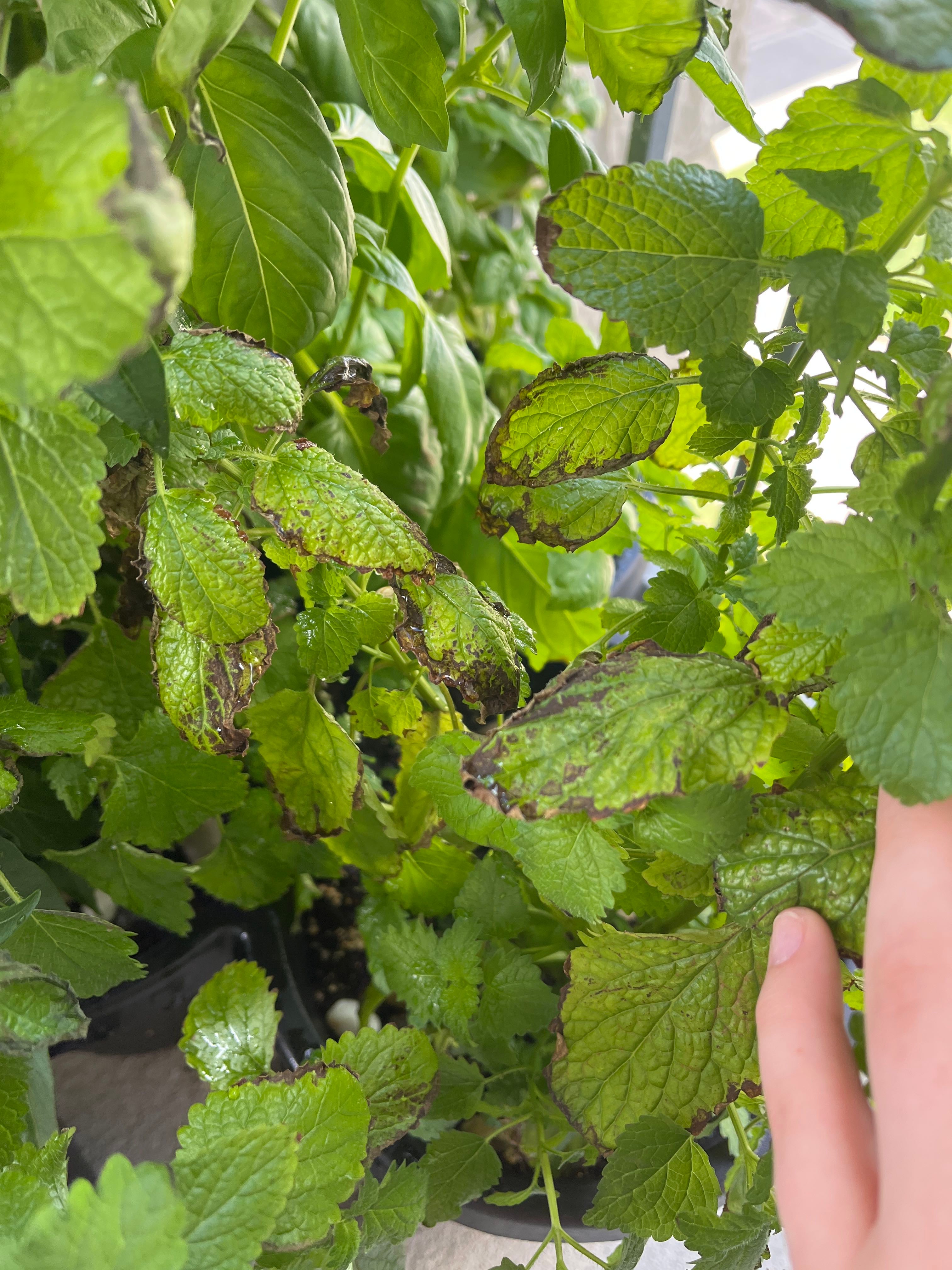 🍋 Symbolism and Benefits of the Lemon Balm