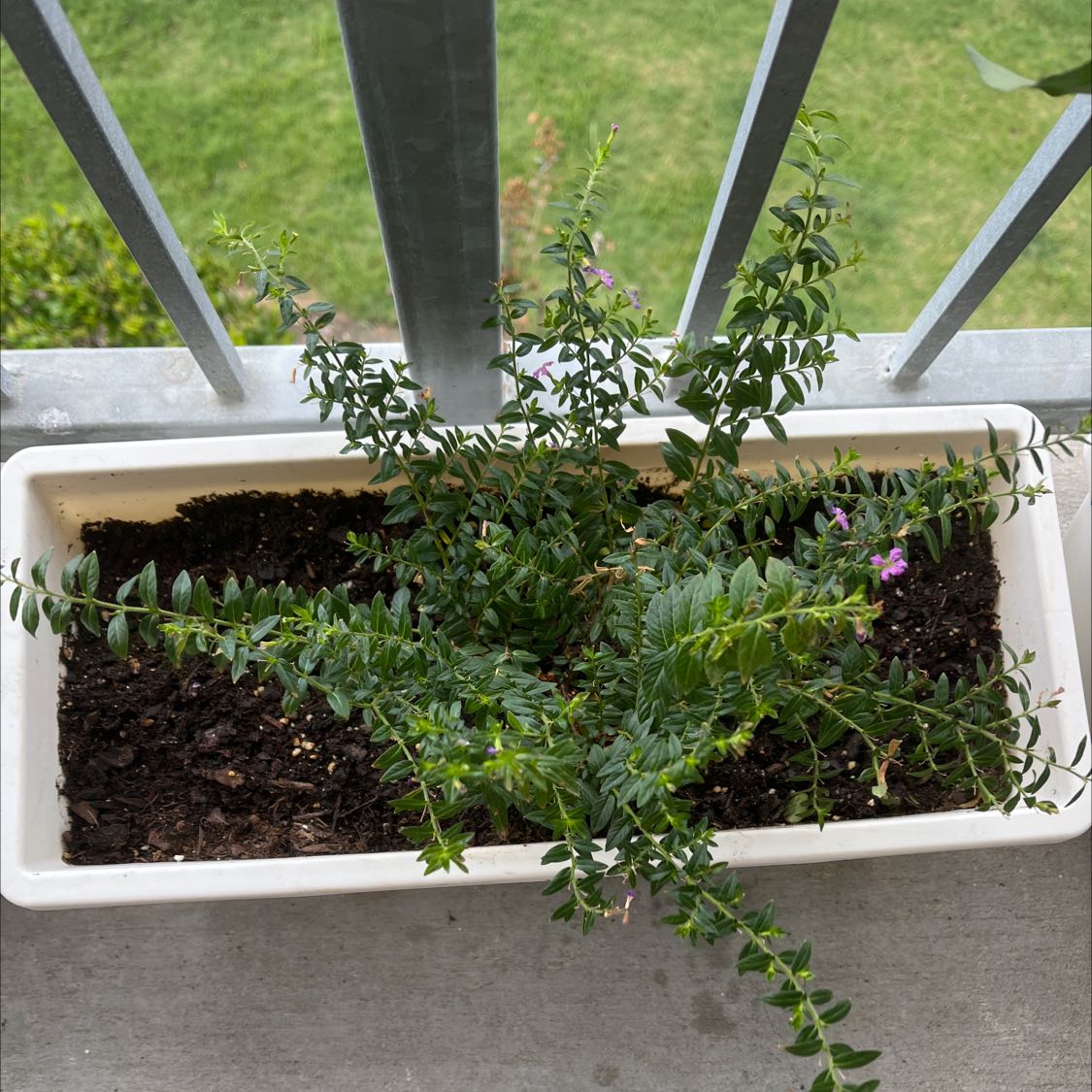 Mexican-Heather plant in a rectangular planter with visible flowers and healthy green foliage.