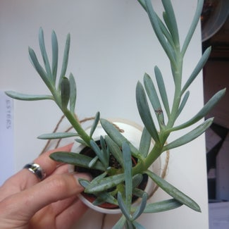 Blue Chalksticks plant in Somewhere on Earth