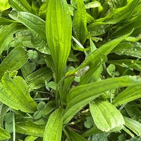 Photo of the plant species Ribwort Plantain by @BounteousViolet named Surya on Greg, the plant care app