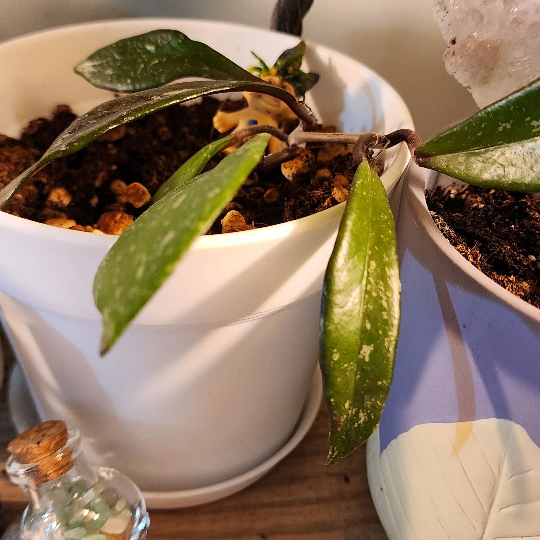 Black Spots On Hoya Pubicalyx 'Royal Hawaiian Purple' Leaves