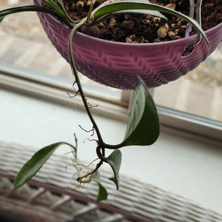 Hoya pubicalyx 'Splash' plant in Lindon, Utah