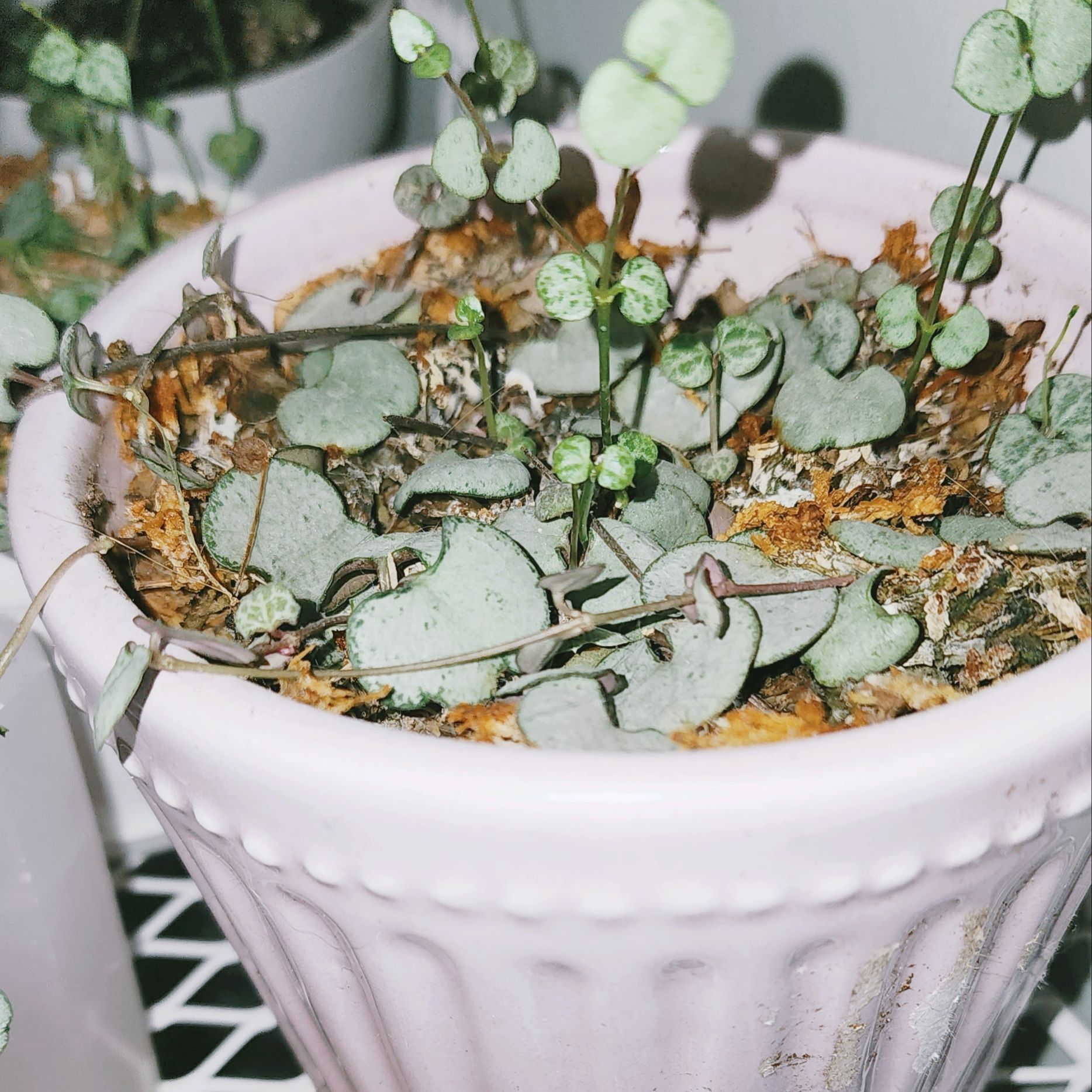 String of Hearts 'Silver Glory' plant in a pot with some discoloration and dry leaves.