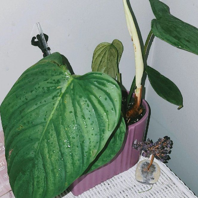 Photo of the plant species Philodendron nangaritense by @vittij named Sanders on Greg, the plant care app