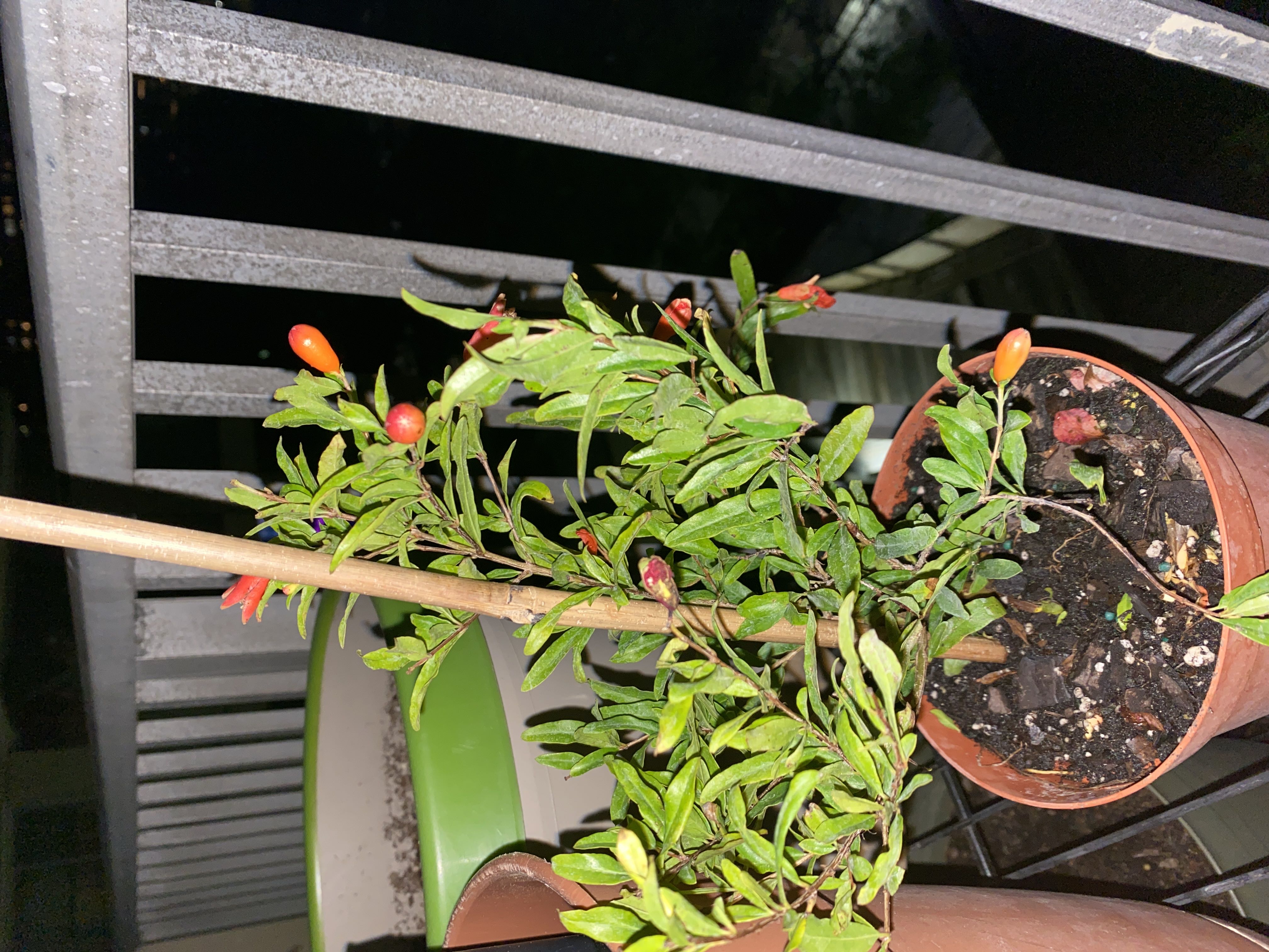 Photo from the post