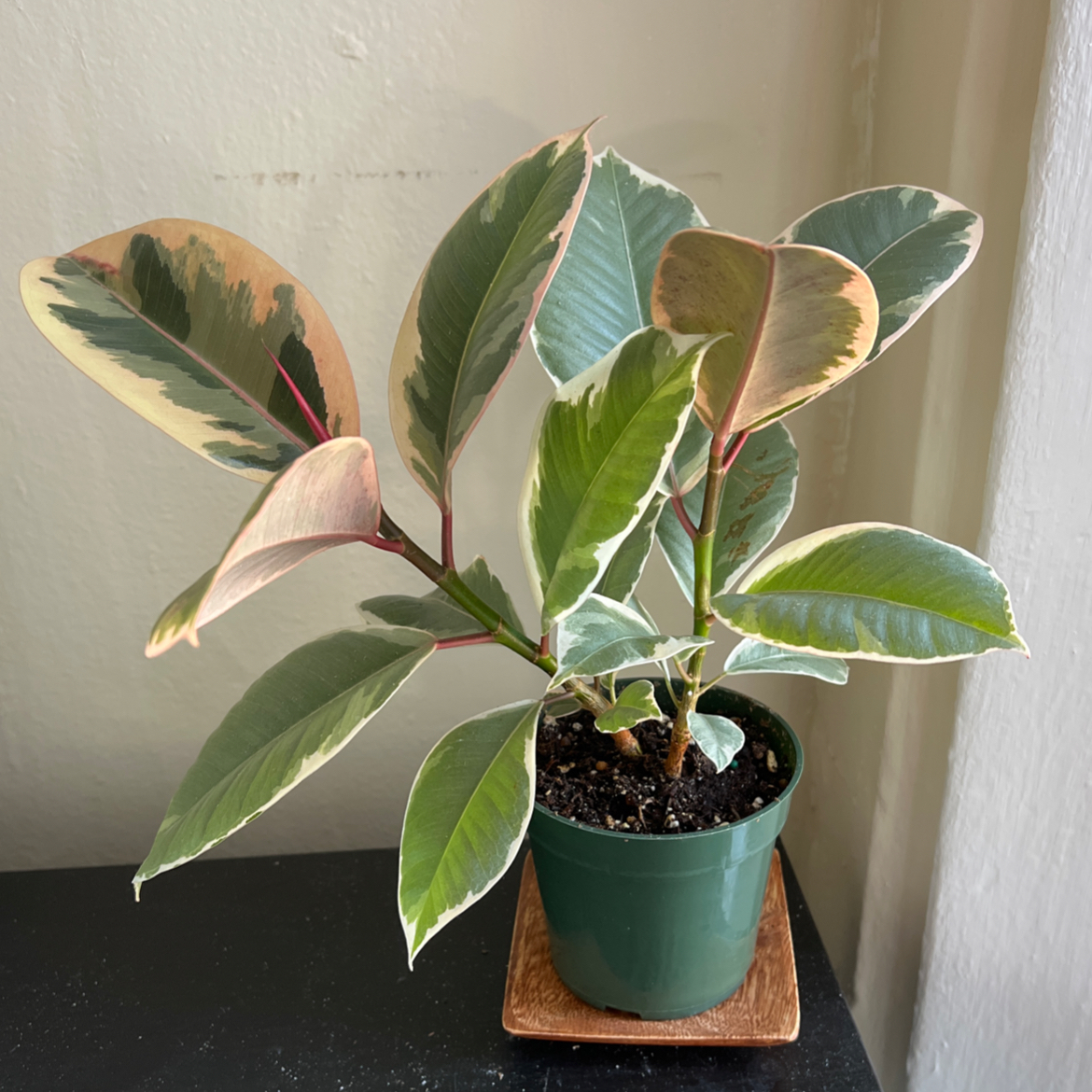 Ficus Decora plant in a green pot with variegated leaves, showing no signs of disease.