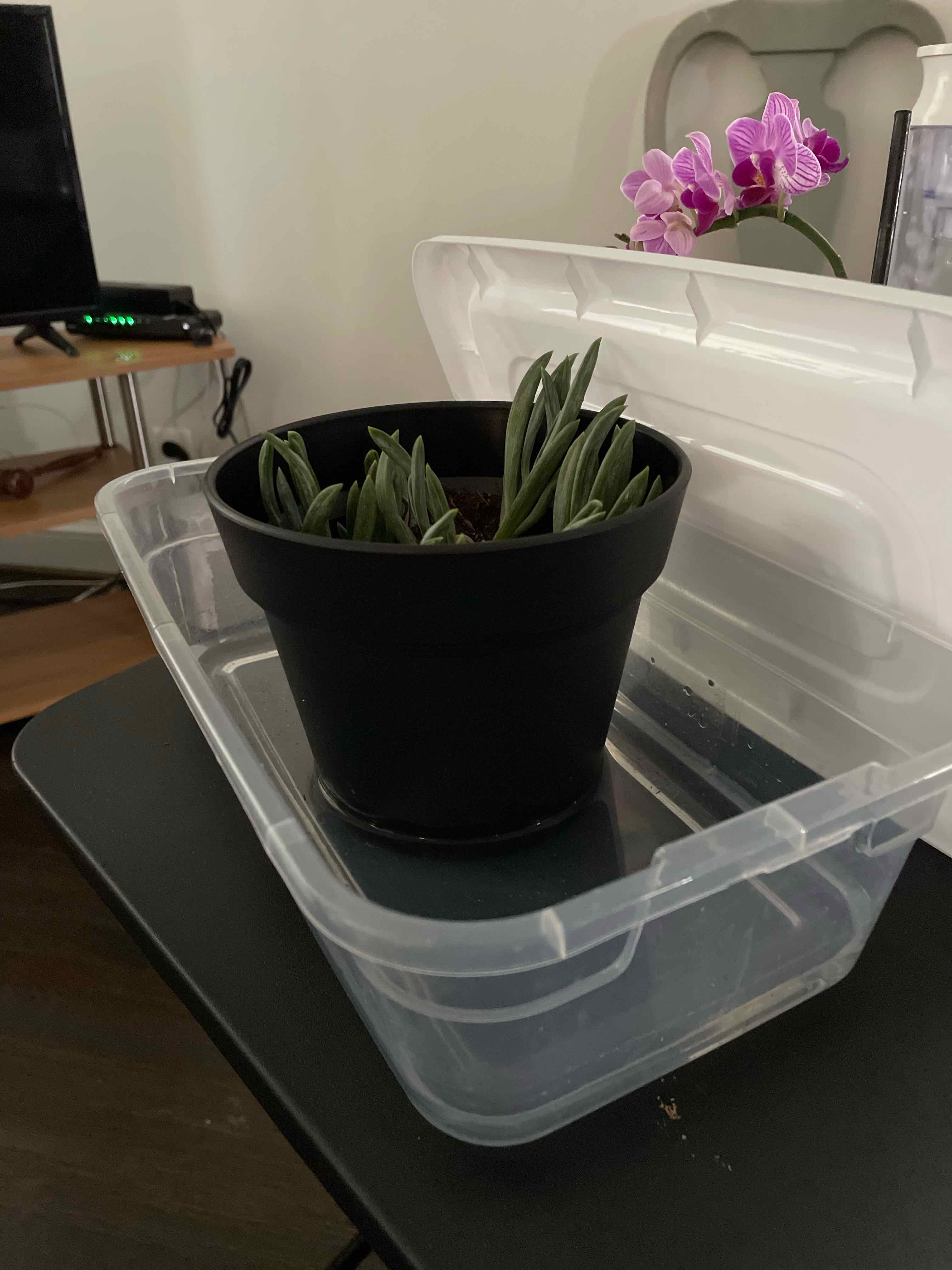 Plant care for Blue Flax.lily on Greg, the plant care app