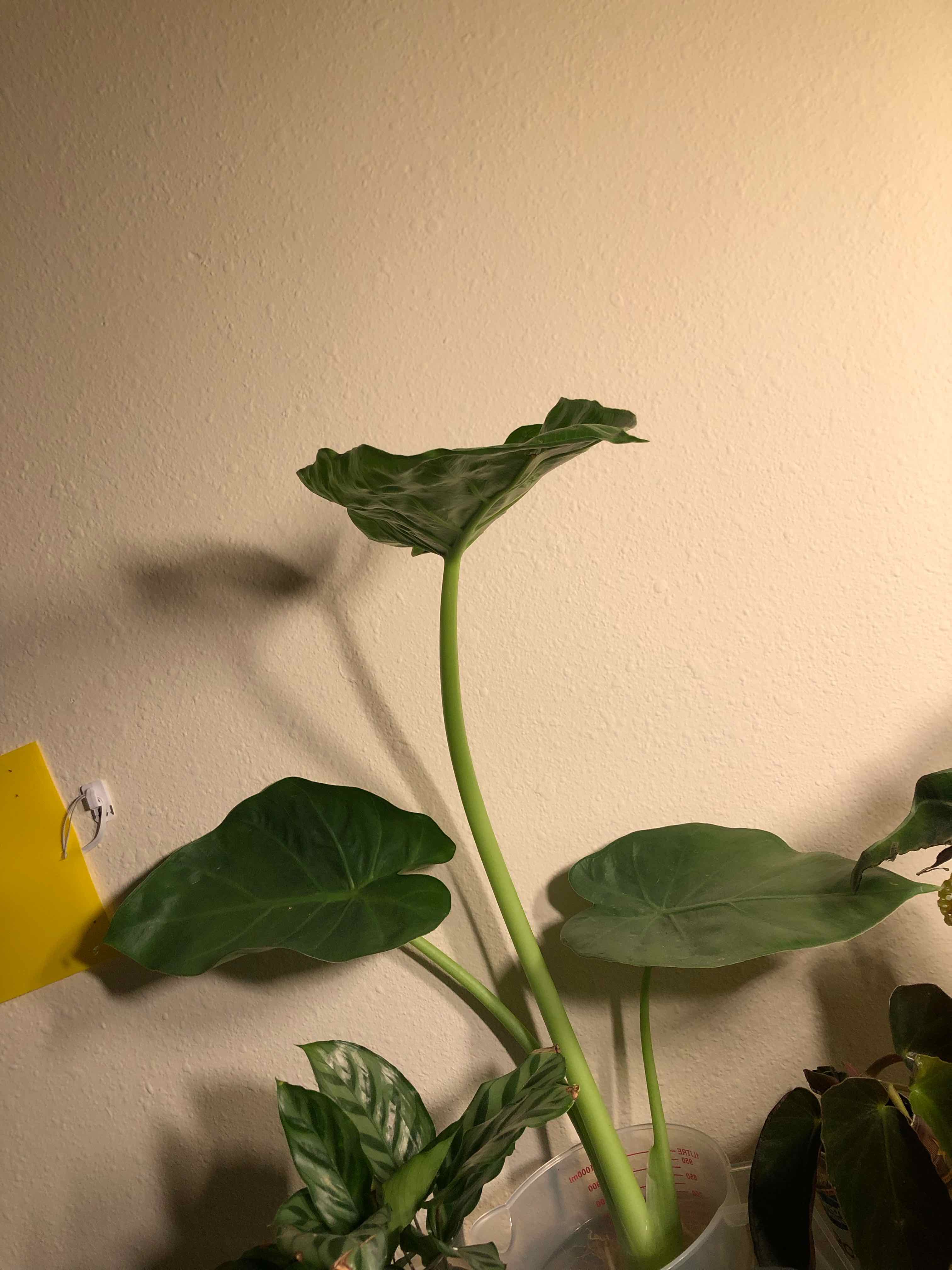 Calidora Elephant's Ear plant with large green leaves, no visible soil or flowers.