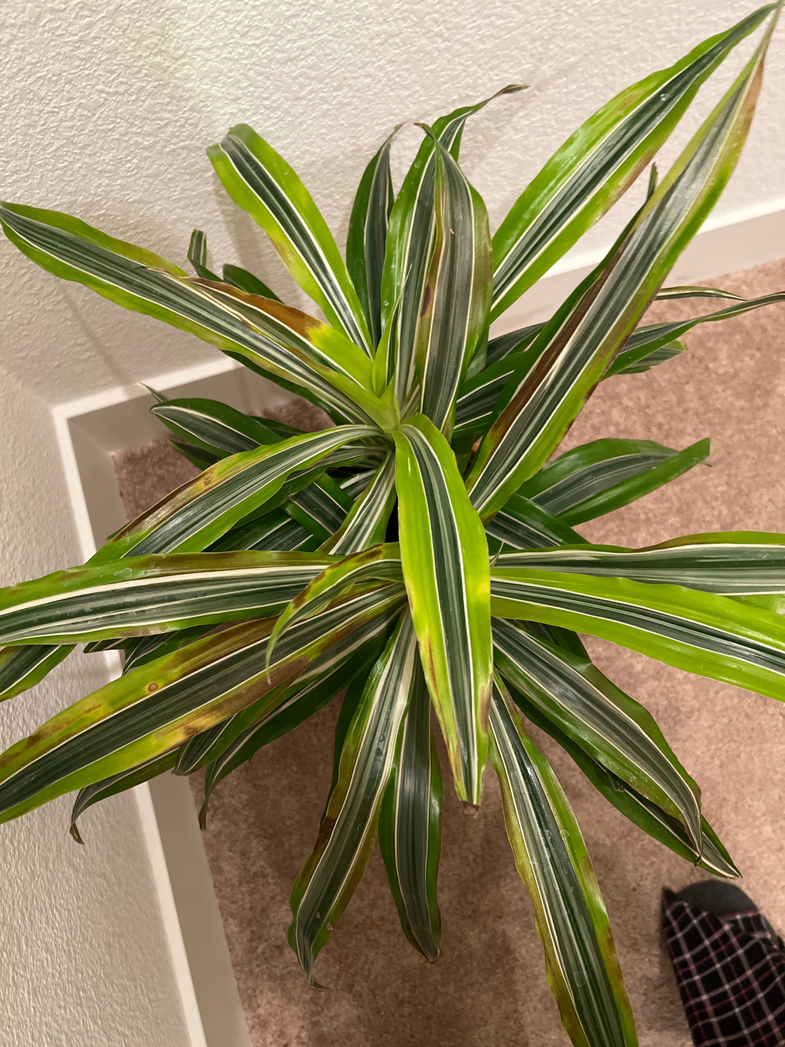 Why is my plant turning brown?