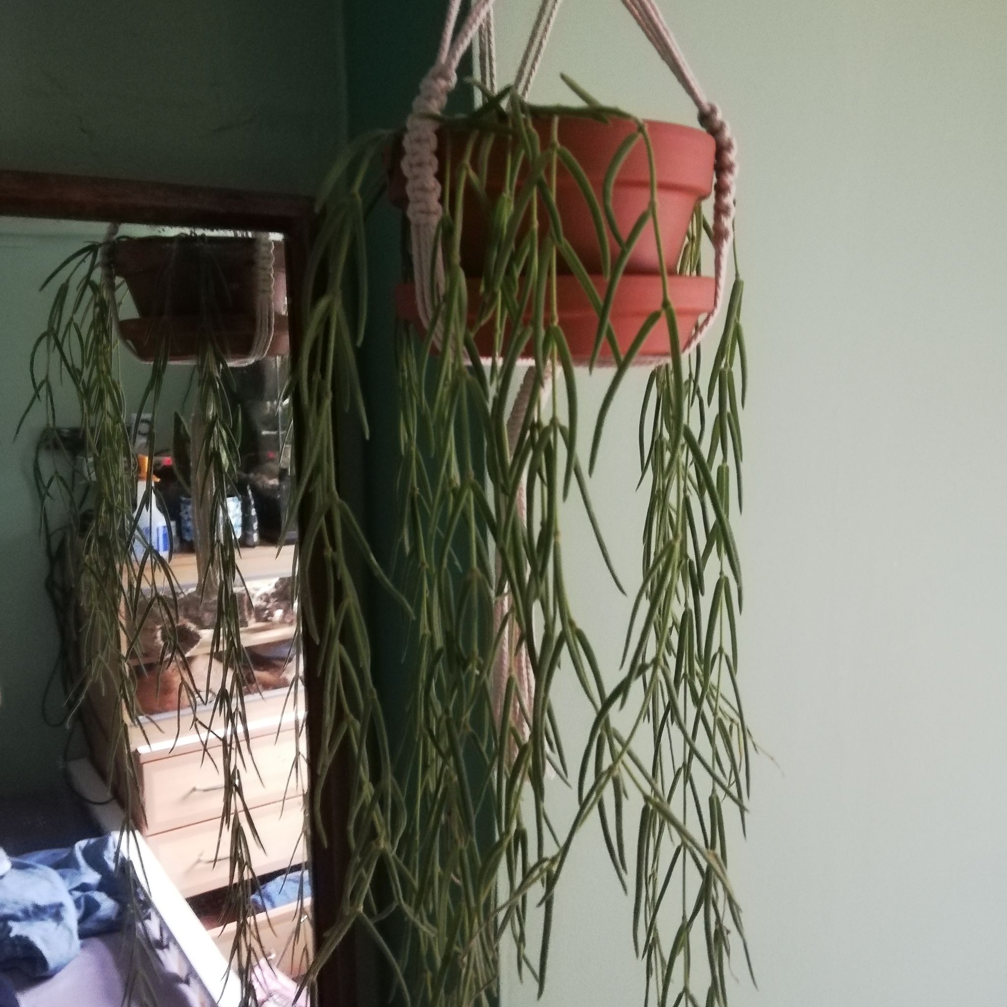 Beansprout