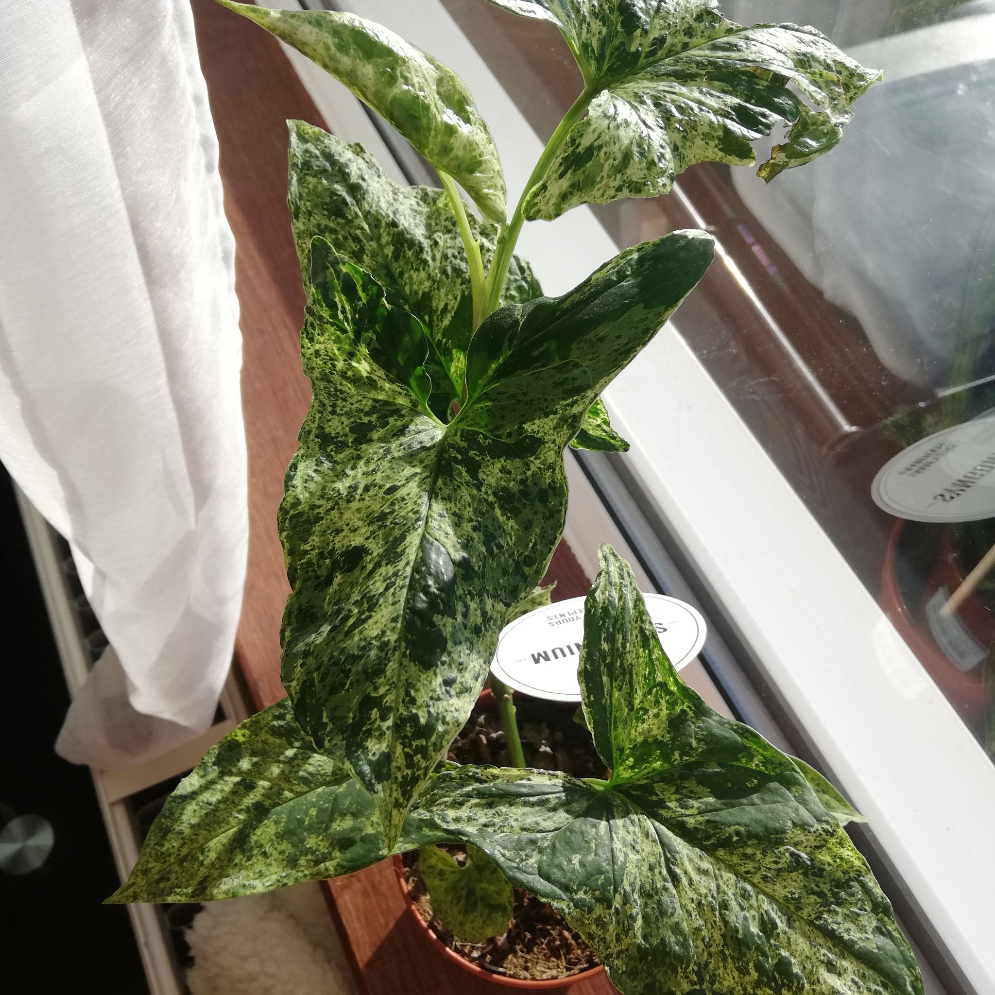 Syngonium podophyllum 'Mojito' plant with variegated leaves near a window.