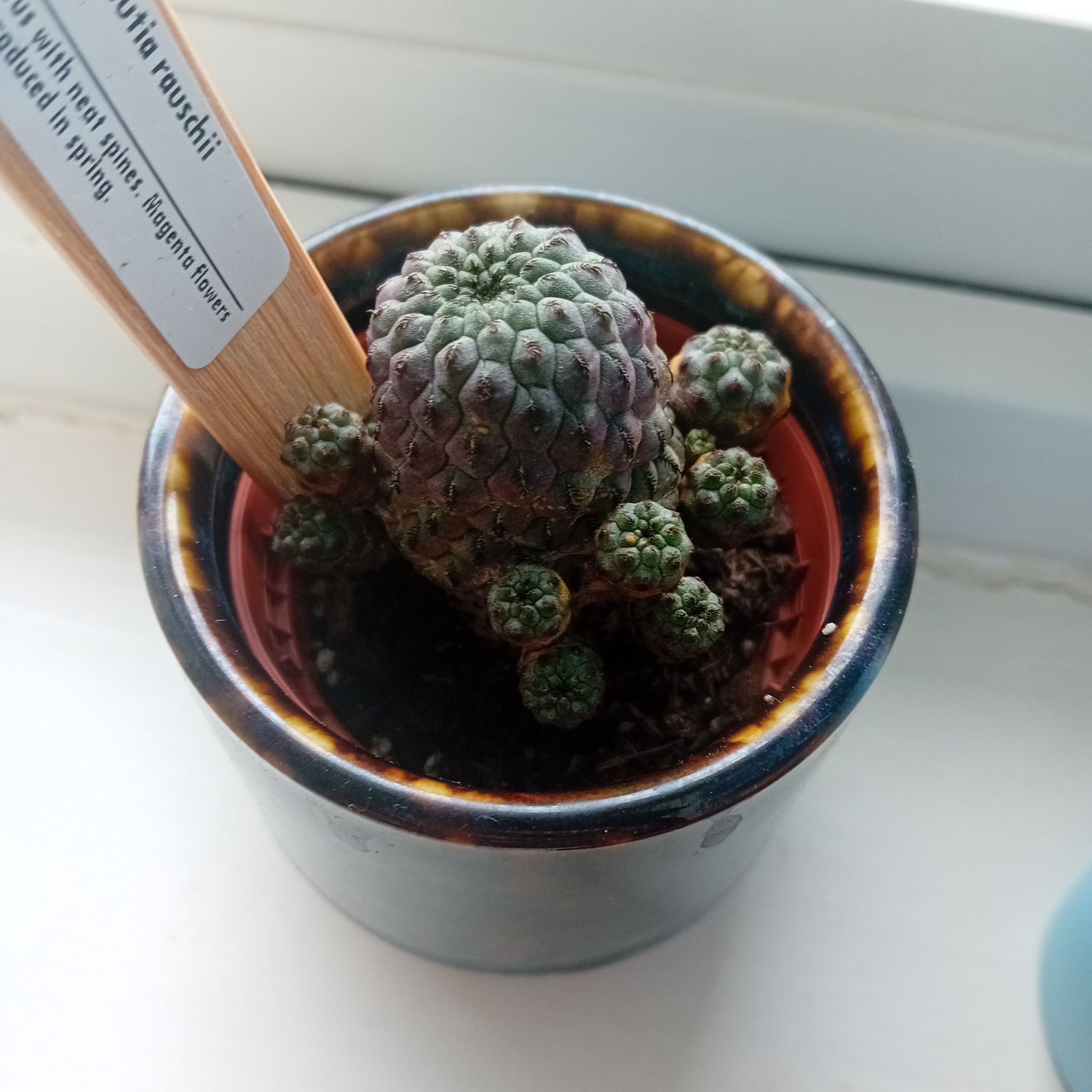 Photo of the plant species Sulcorebutia by @succulizard named Grape on Greg, the plant care app