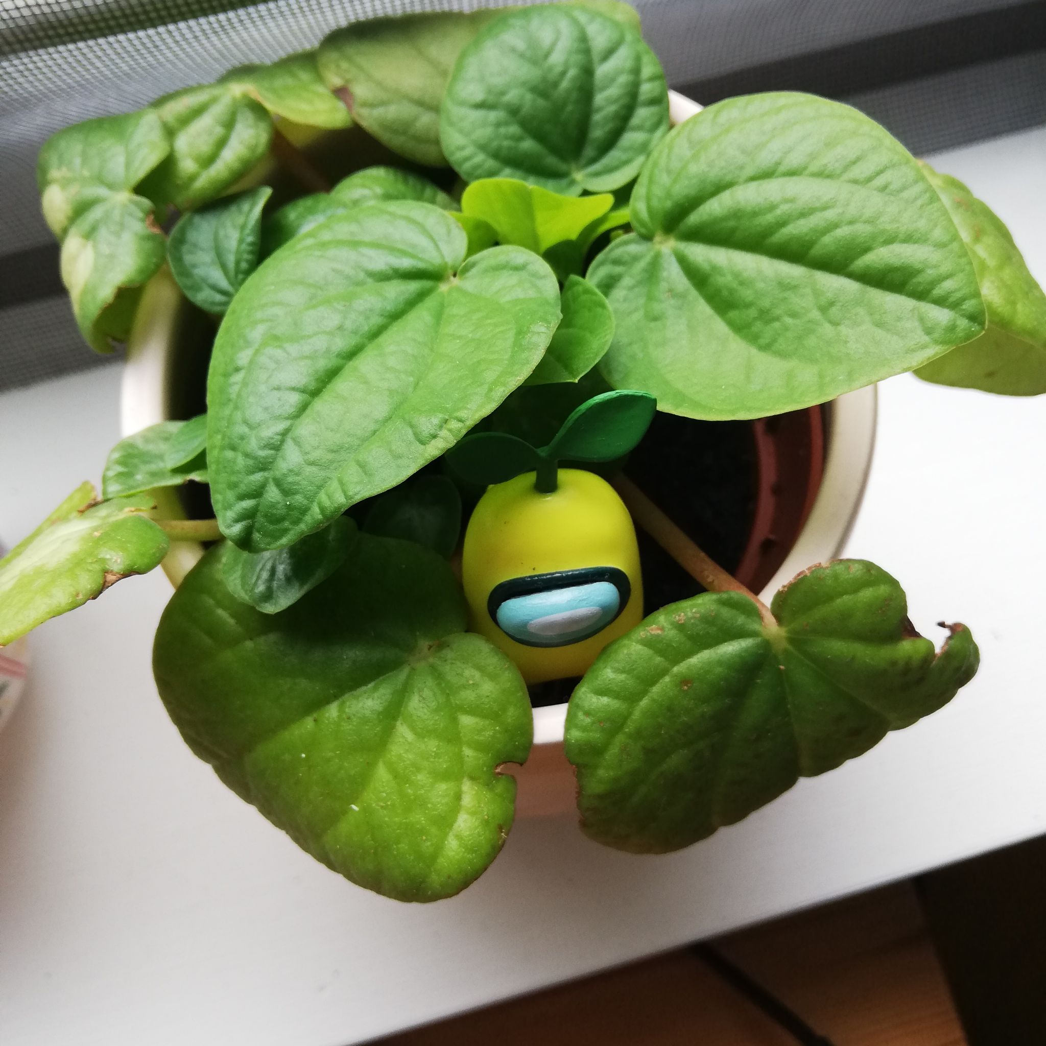 Rana Verde Peperomia plant in a pot with healthy green leaves and a small toy among the leaves.
